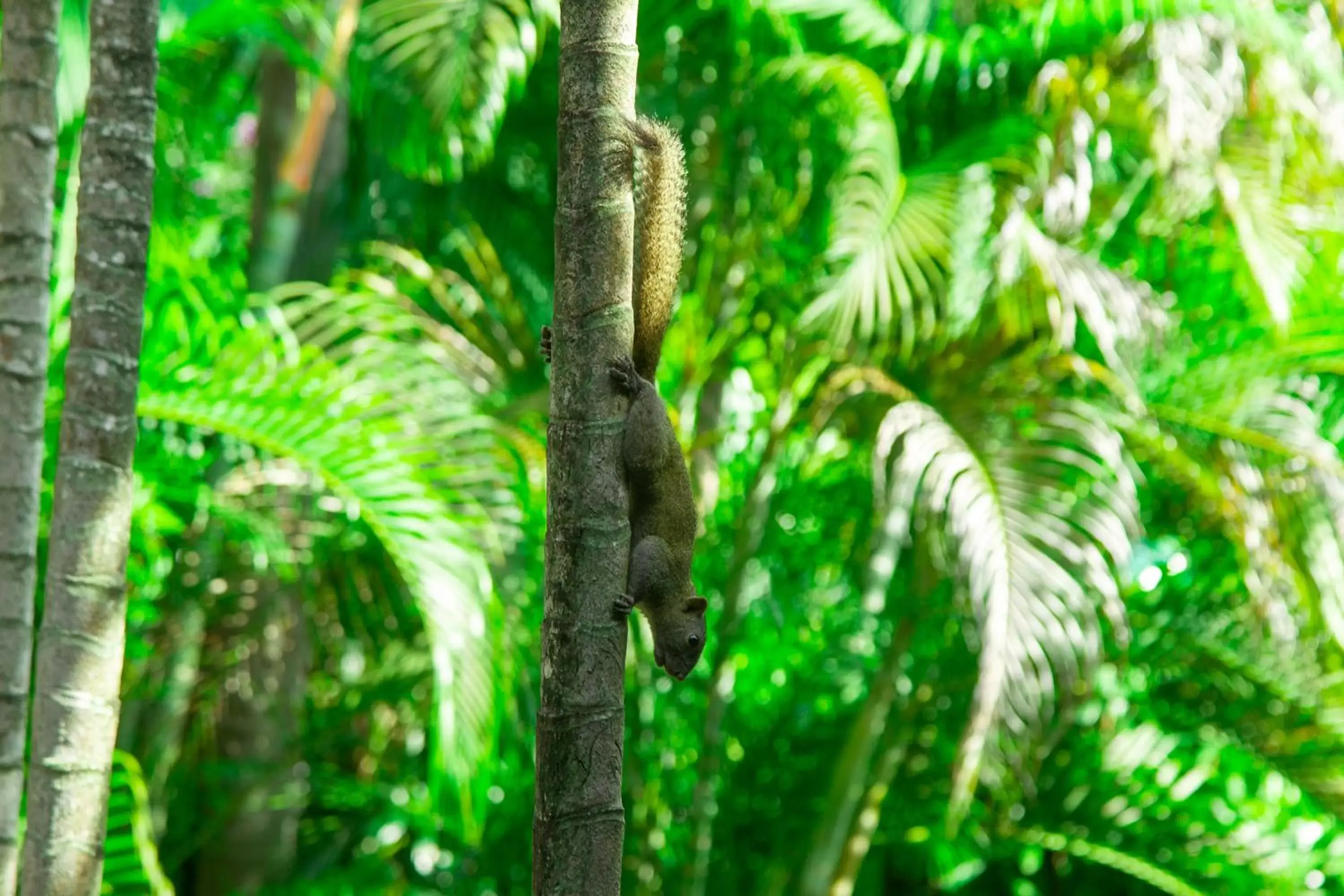 Animals in Berjaya Langkawi Resort