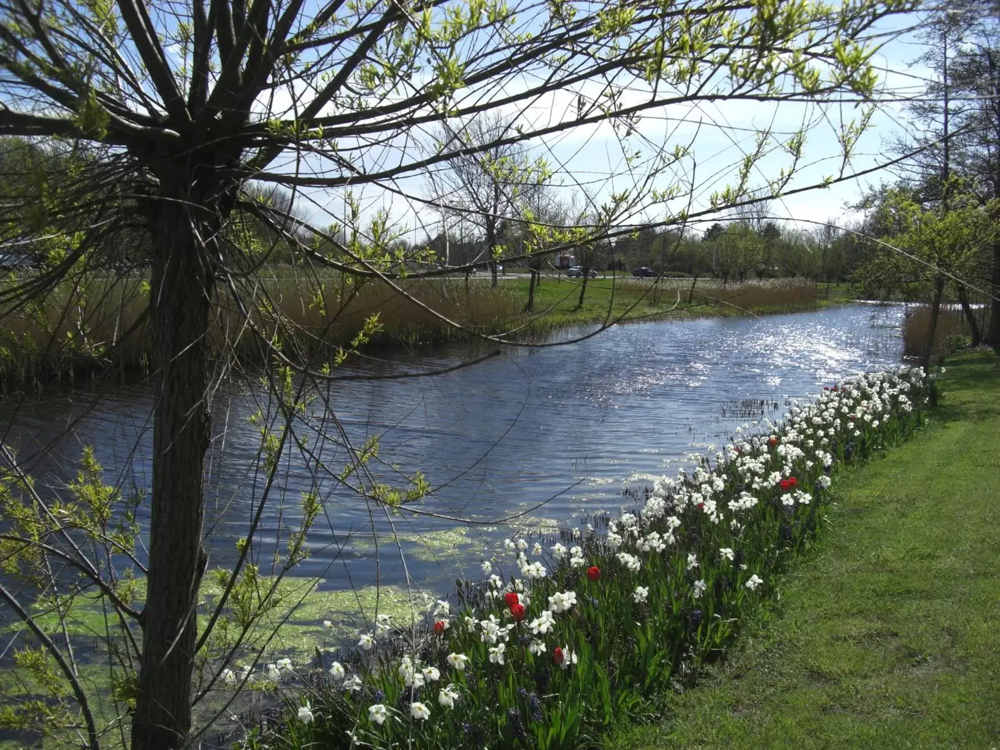 Natural landscape in Hotel Den Helder