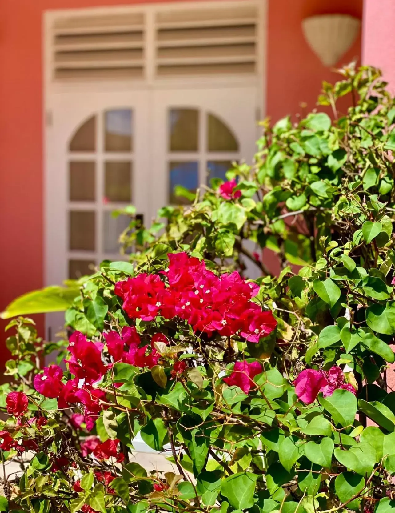 Garden in Dover Beach Hotel