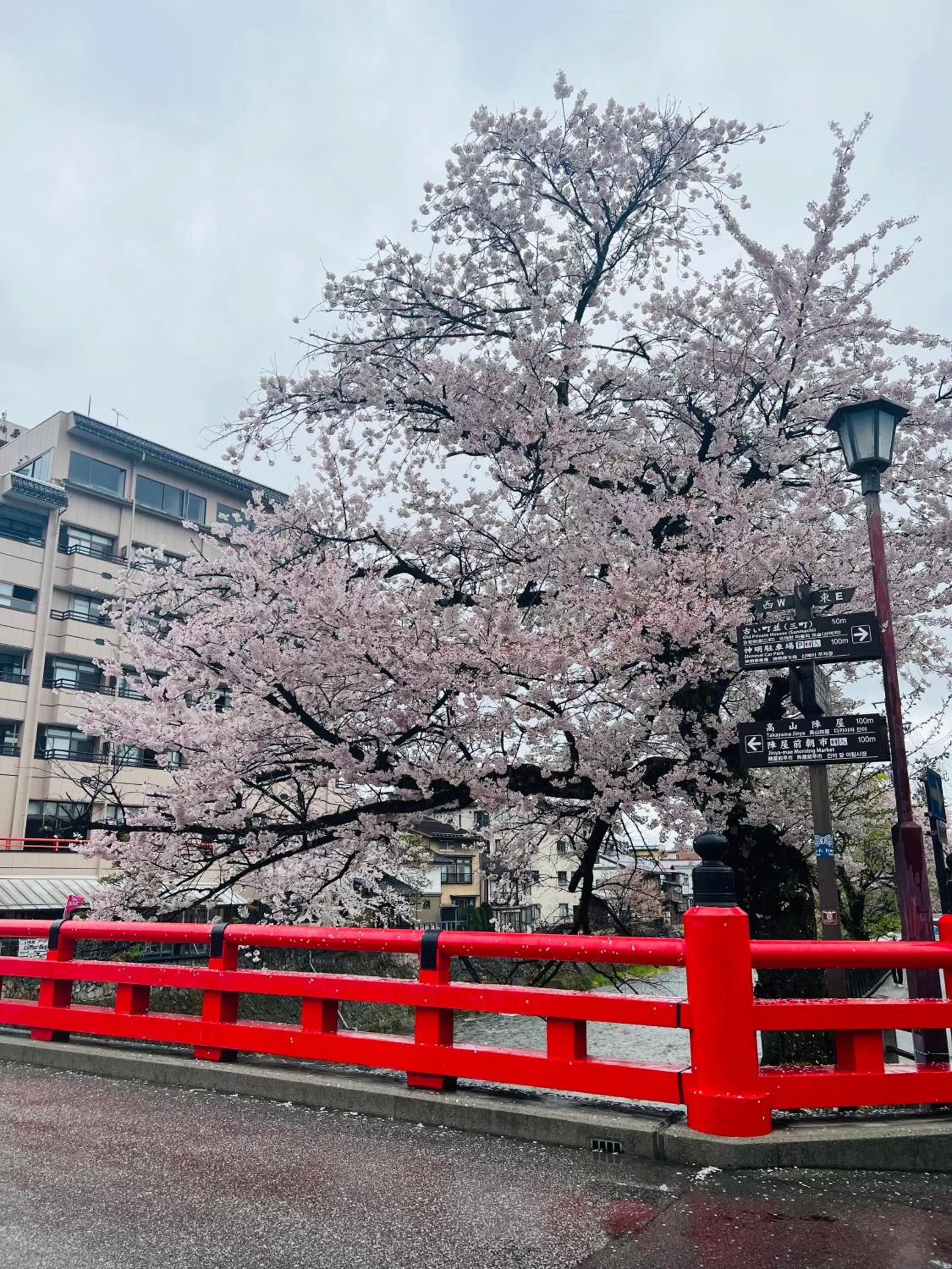 Spring in JAS HOTEL TAKAYAMA
