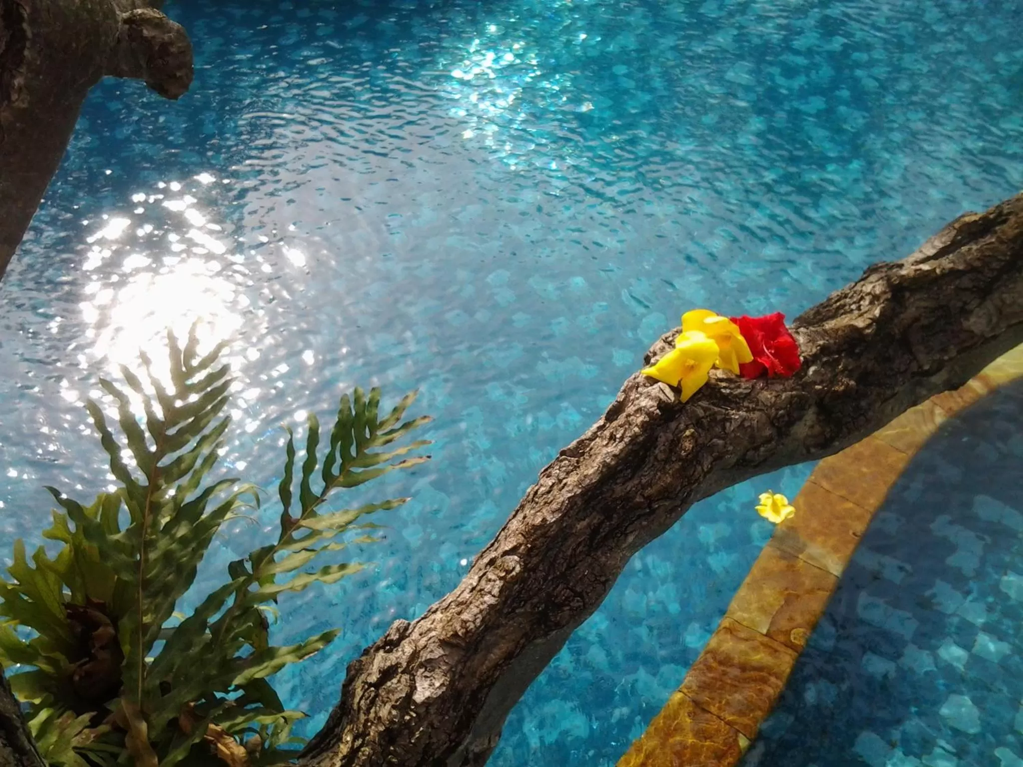 Swimming Pool in Nirwana Sea Side Cottages