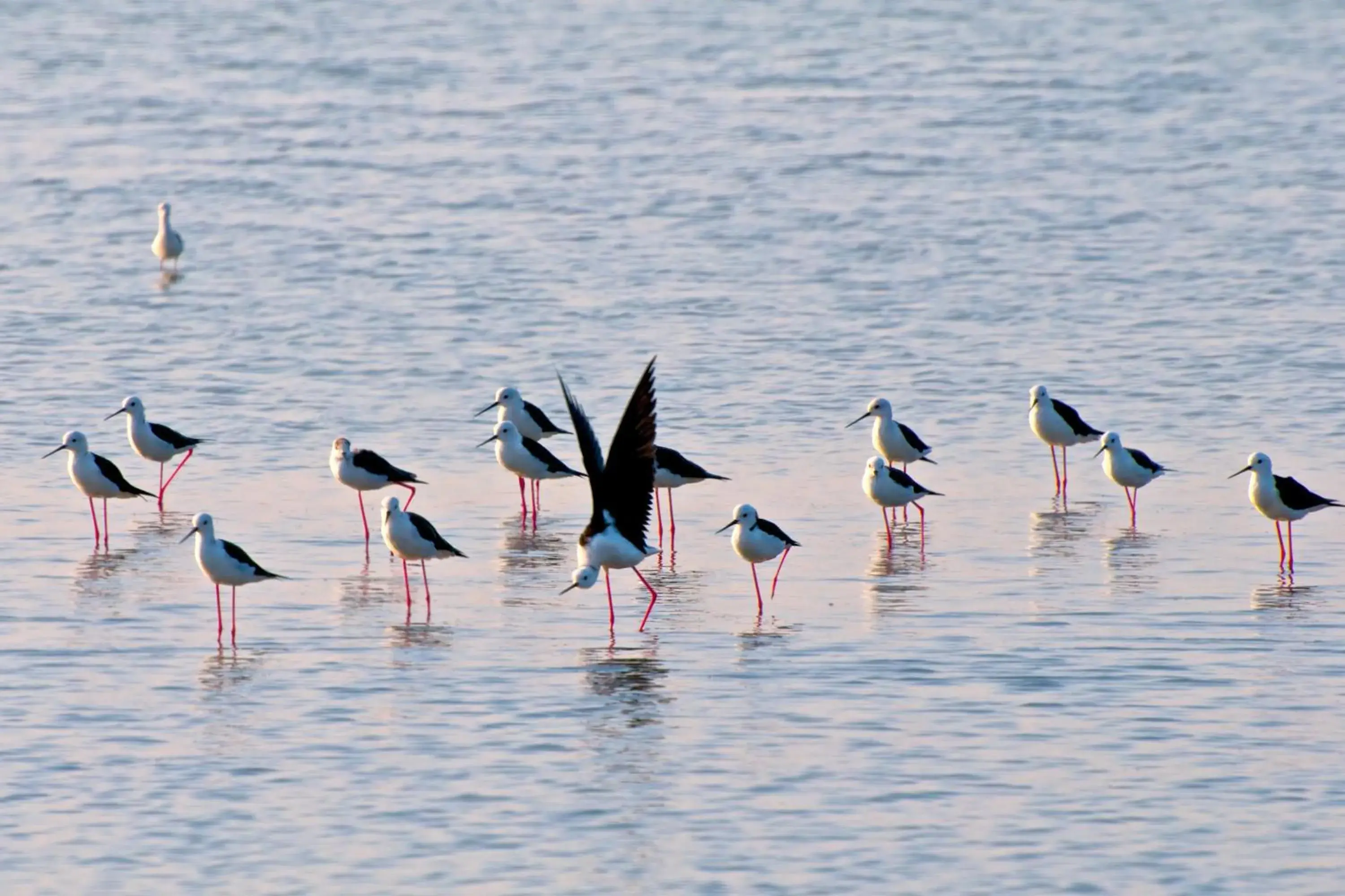 Natural landscape, Other Animals in i Tara Resort & Spa