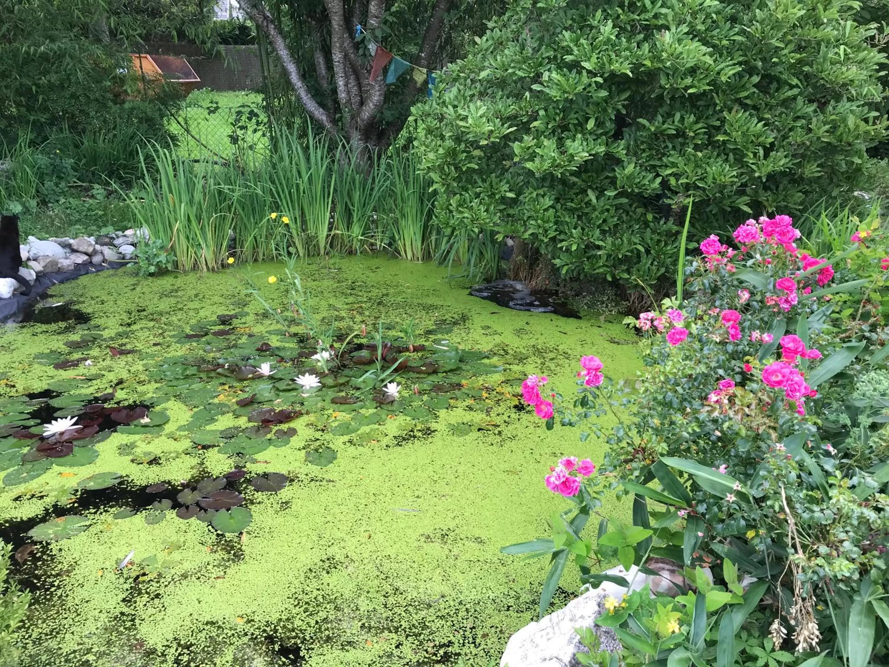 Spring in Bed and Breakfast Bavaria München