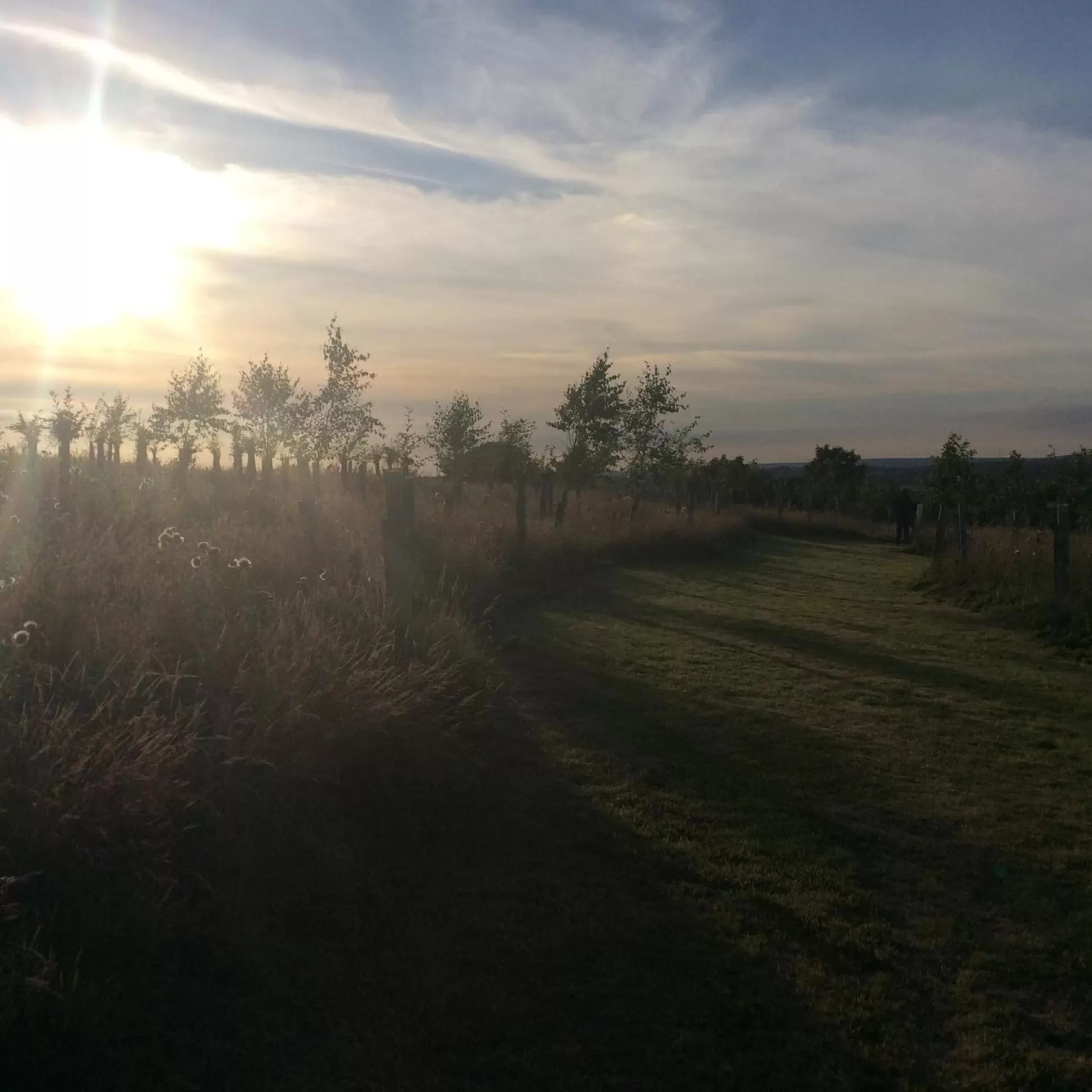 Natural landscape in Treganoon House, Lanlivery