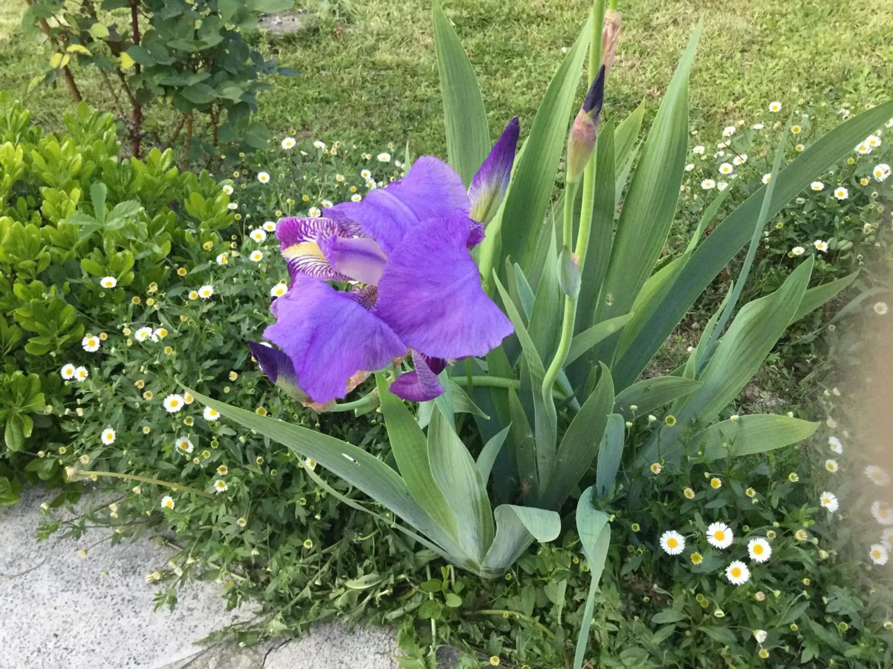 Garden in LE MAS RESCATOR