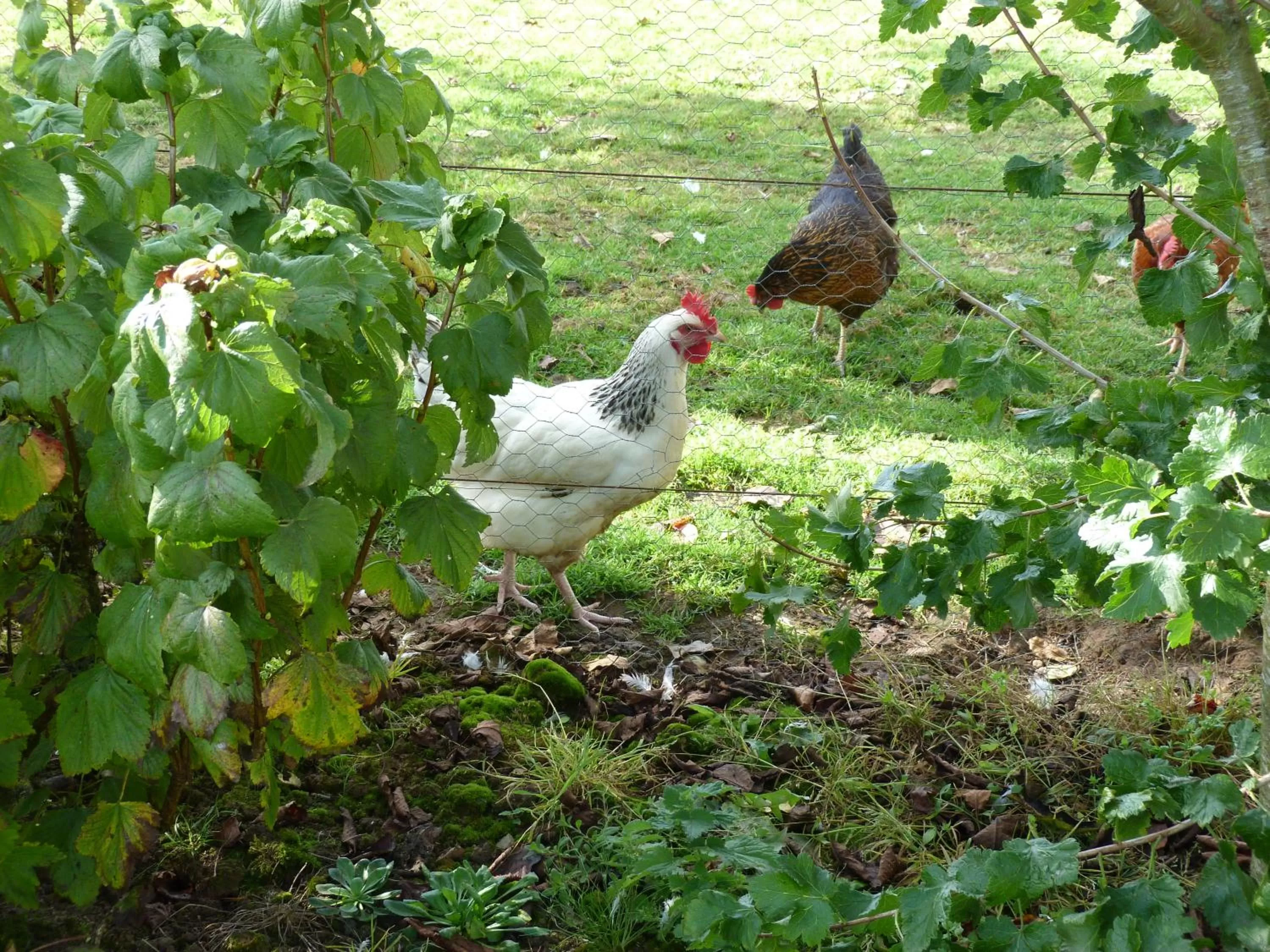 Pets in La Crepelliere