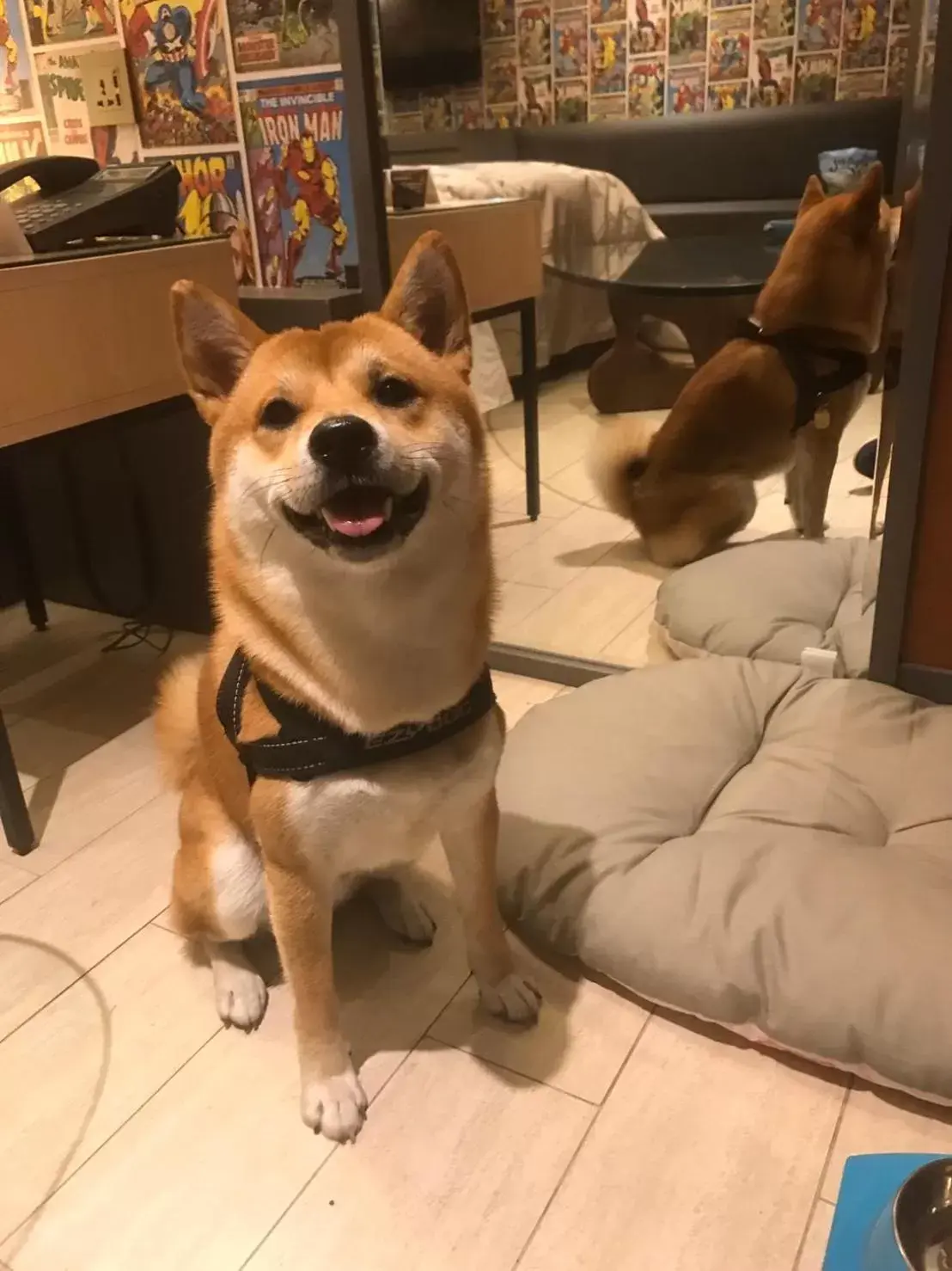 Pets in 合樂商旅 He&Le Pets in 合樂商旅 He&Le