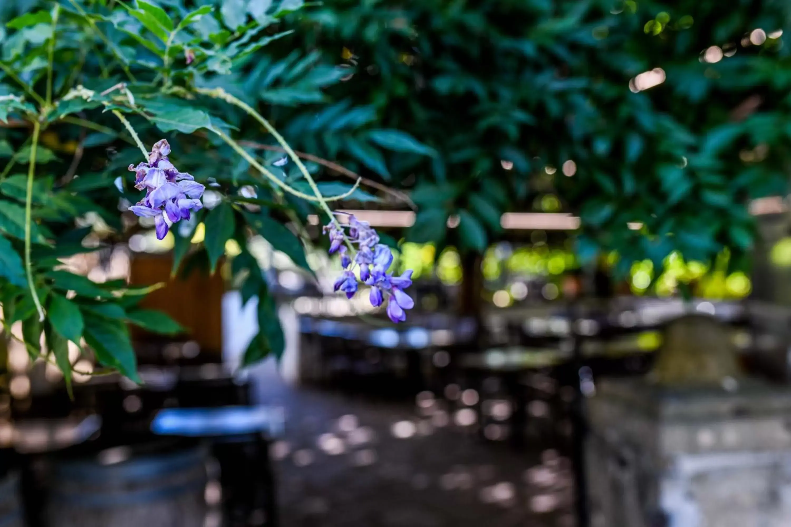 Patio in Logis Hôtel du Chêne