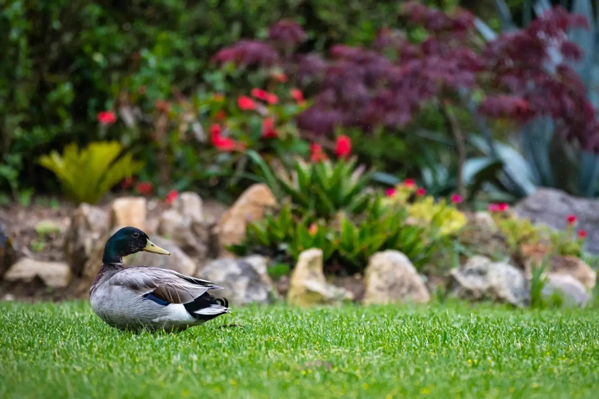 Garden, Other Animals in Quinta do Pé Descalço Guesthouse Sintra