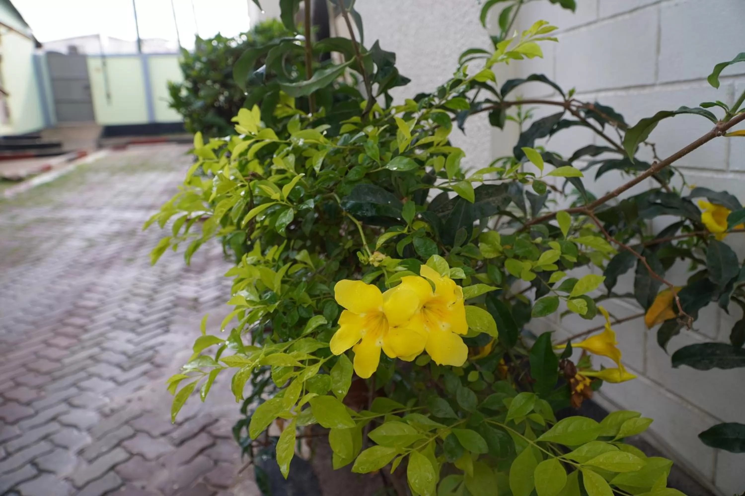 Garden view in L&J Modern Backpackers Kinondoni