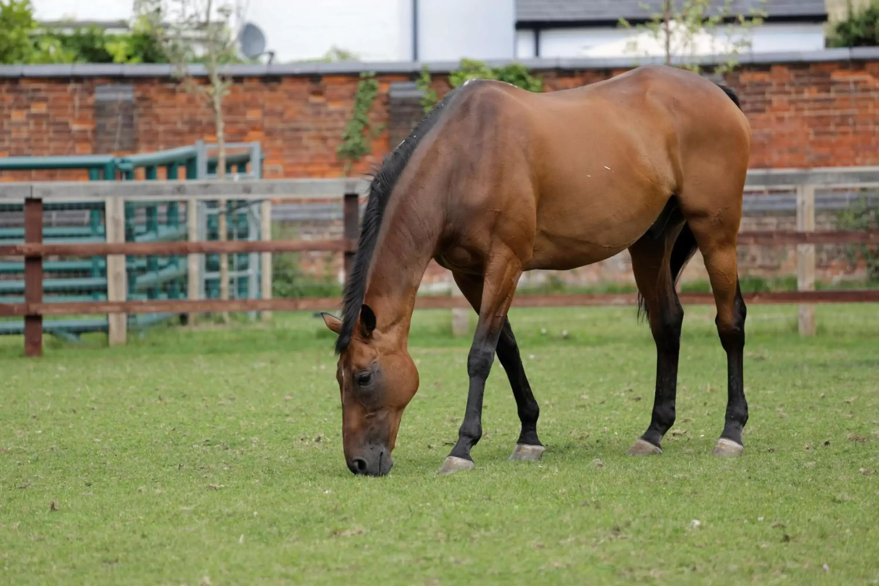 On site, Other Animals in Best Western Heath Court Hotel