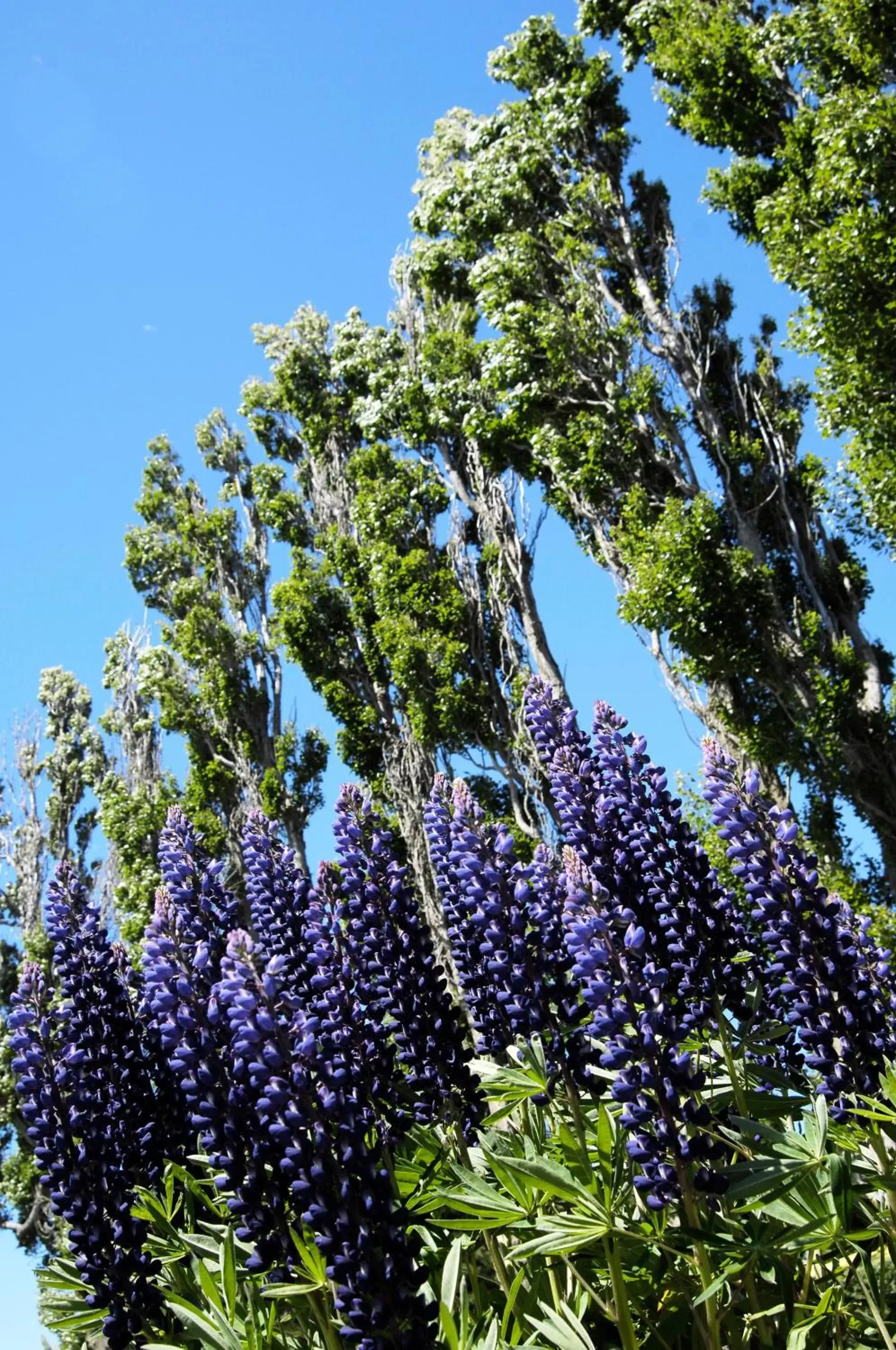 Garden in Sierra Nevada