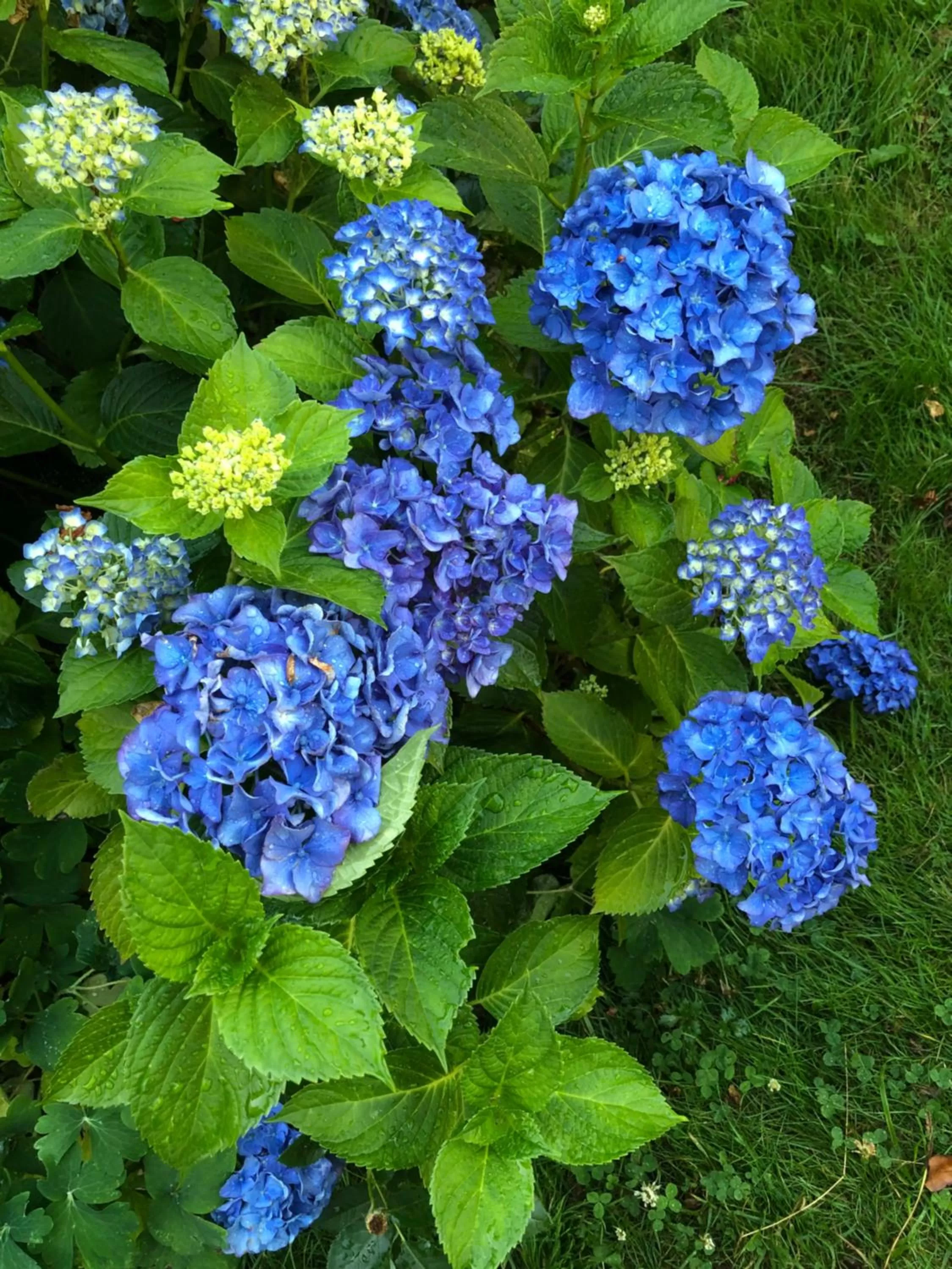 Garden in Jane's private rooms with shared washroom