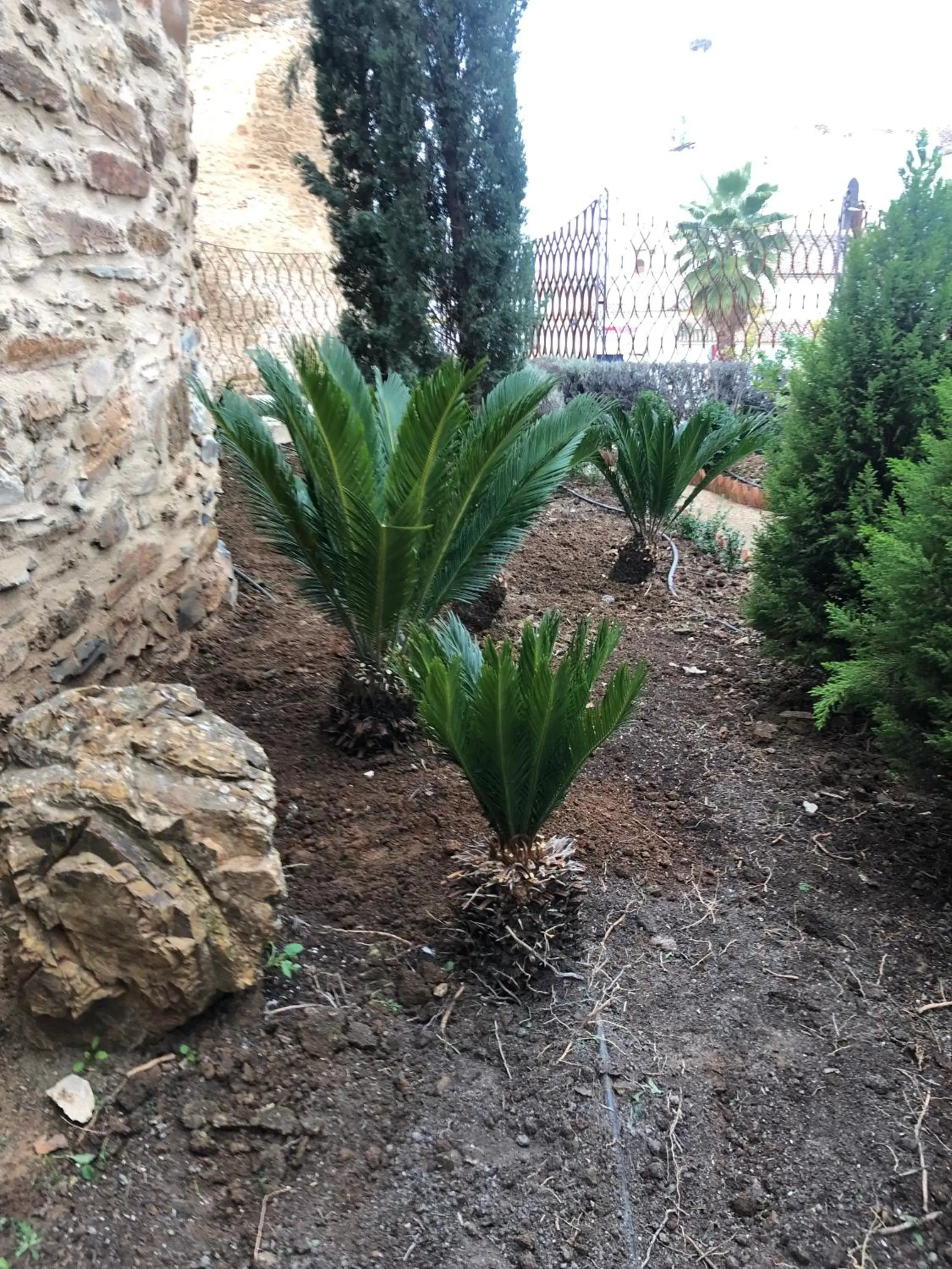 Garden in Hotel La Muralla