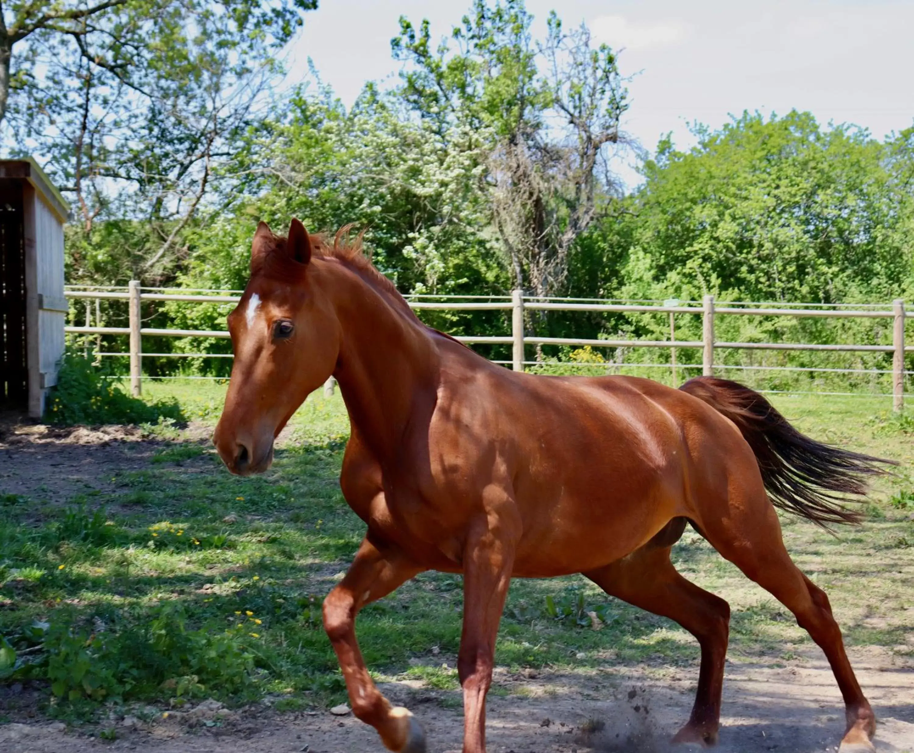 Other Animals in Maison D'hôtes Sainte-Marie