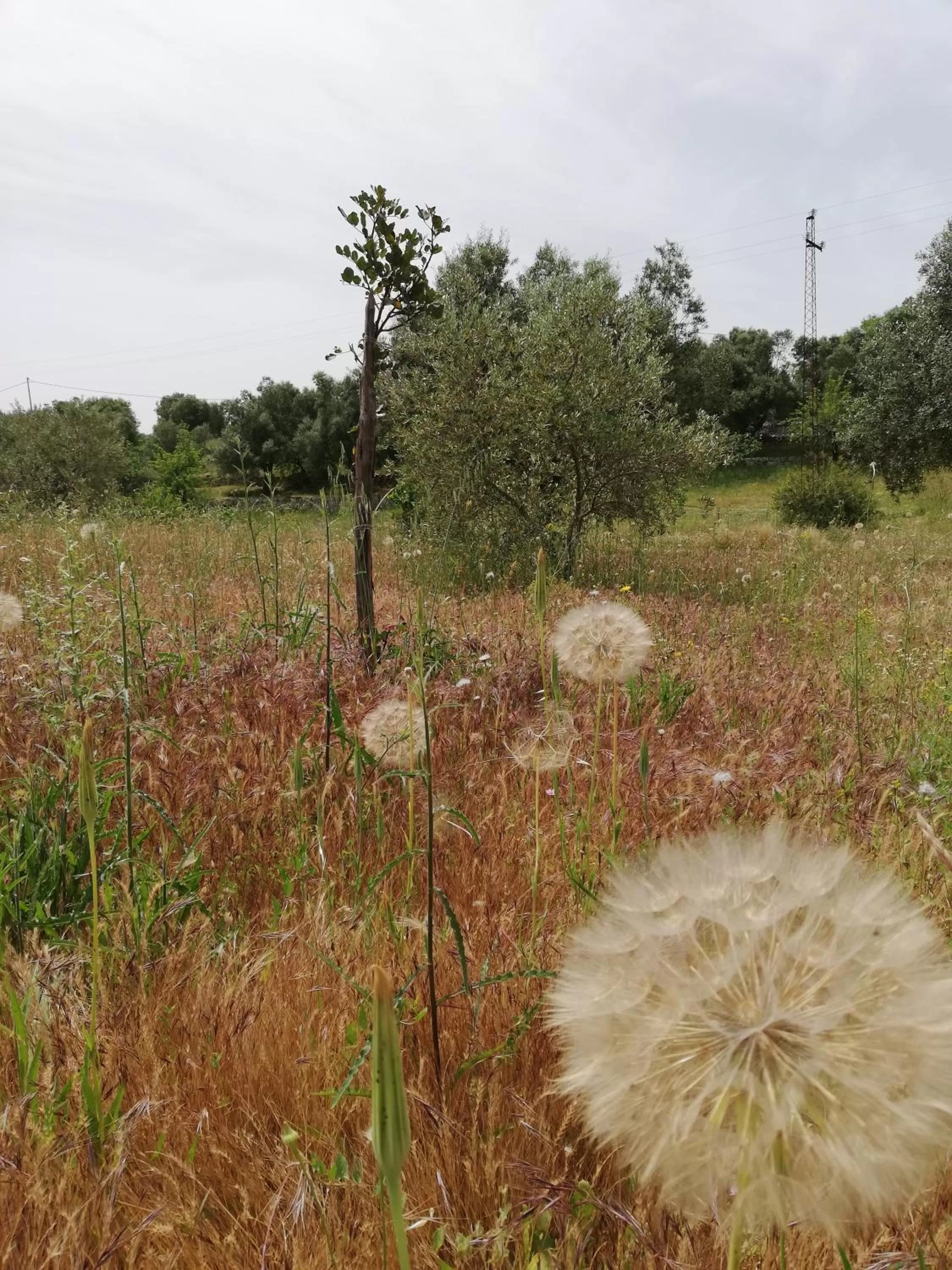 Garden in B&B Giovannarolla Green House