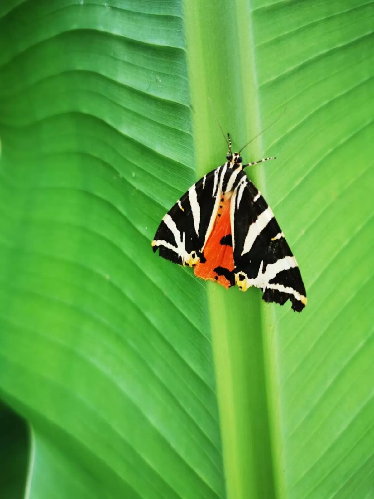 Day in B&B con SPA il Castello di Lucawest