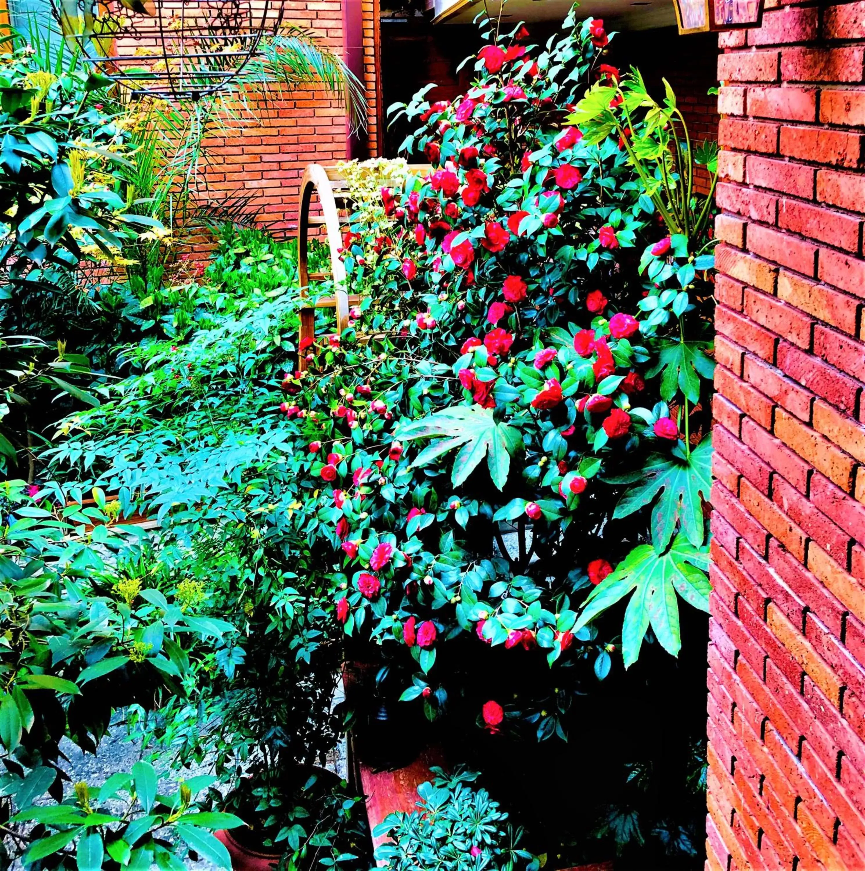 Garden view in Hotel British House Garden view in Hotel British House