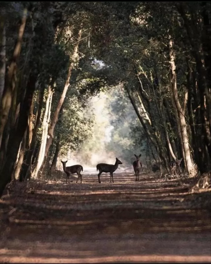 Other Animals in B & B CANTARANO