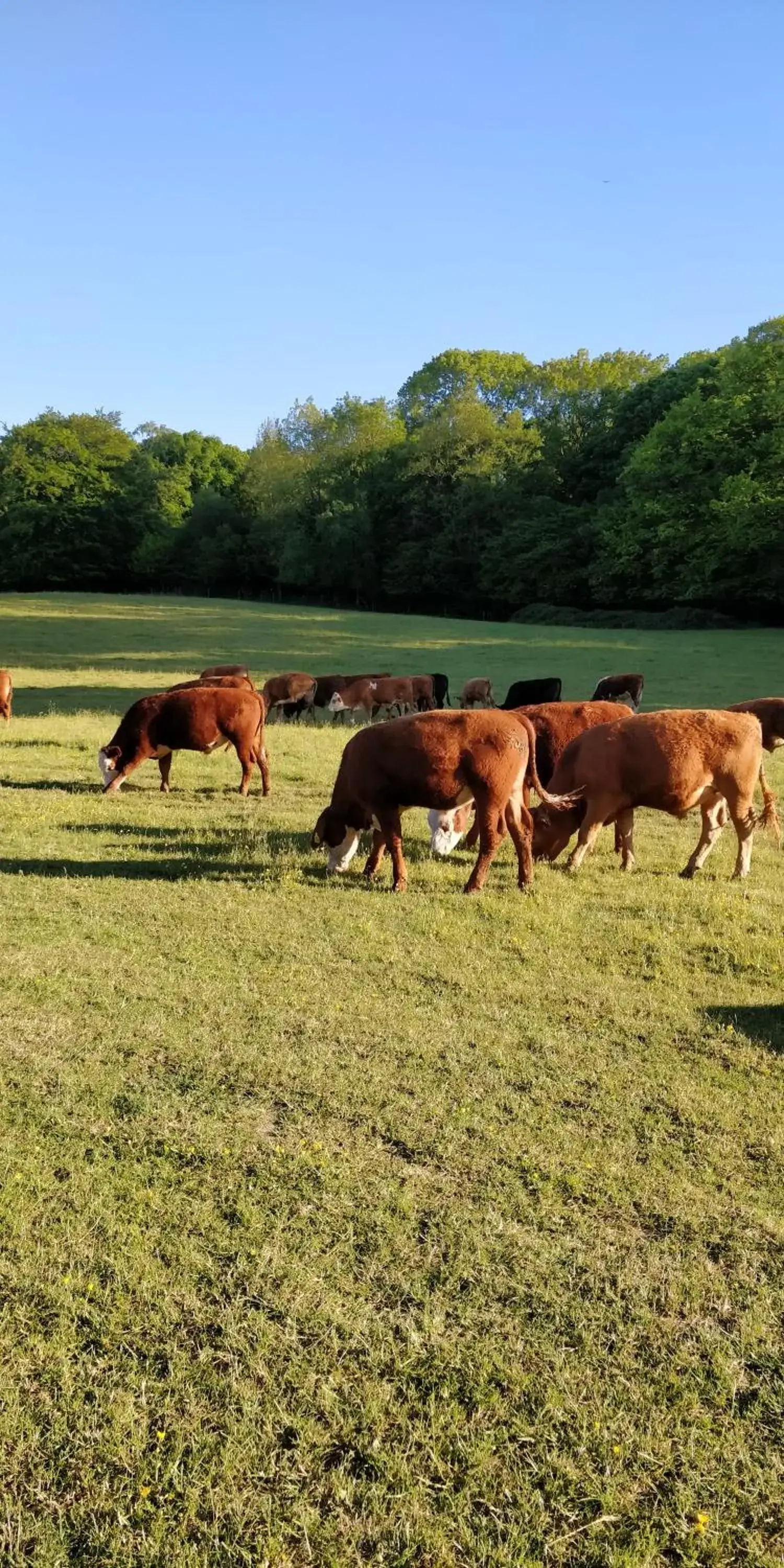 Other Animals in Pinfield Boutique Hotel