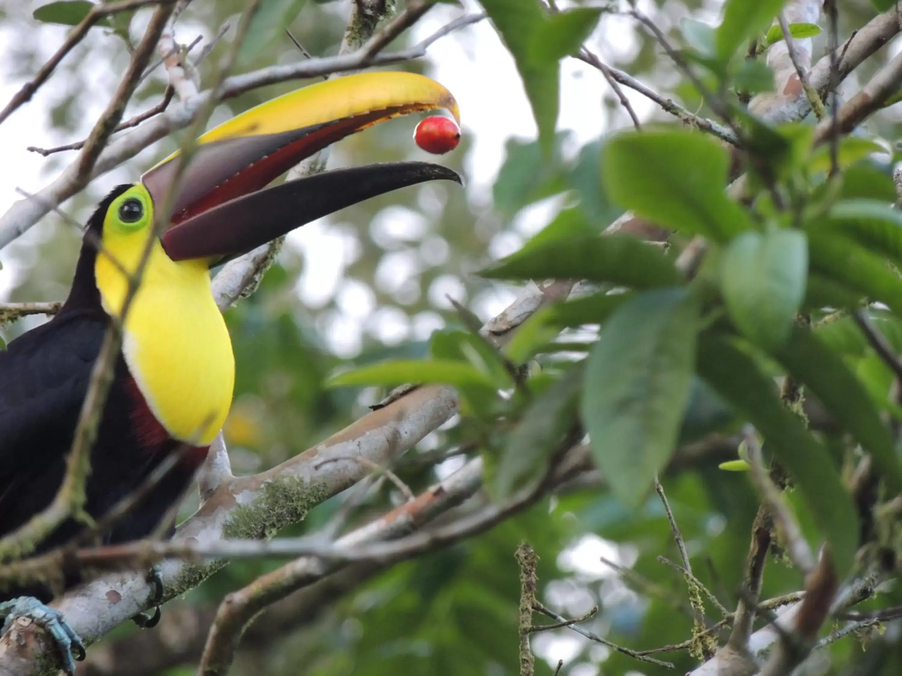 Garden, Other Animals in Hotel Campo Verde