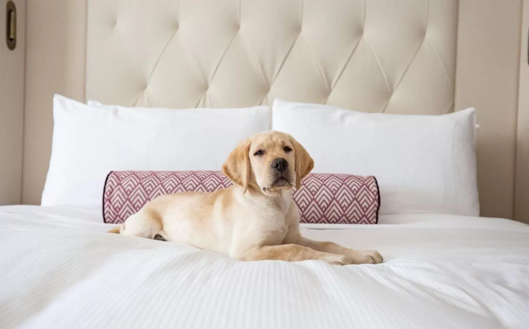 Pets, Bed in The Fairmont Washington DC