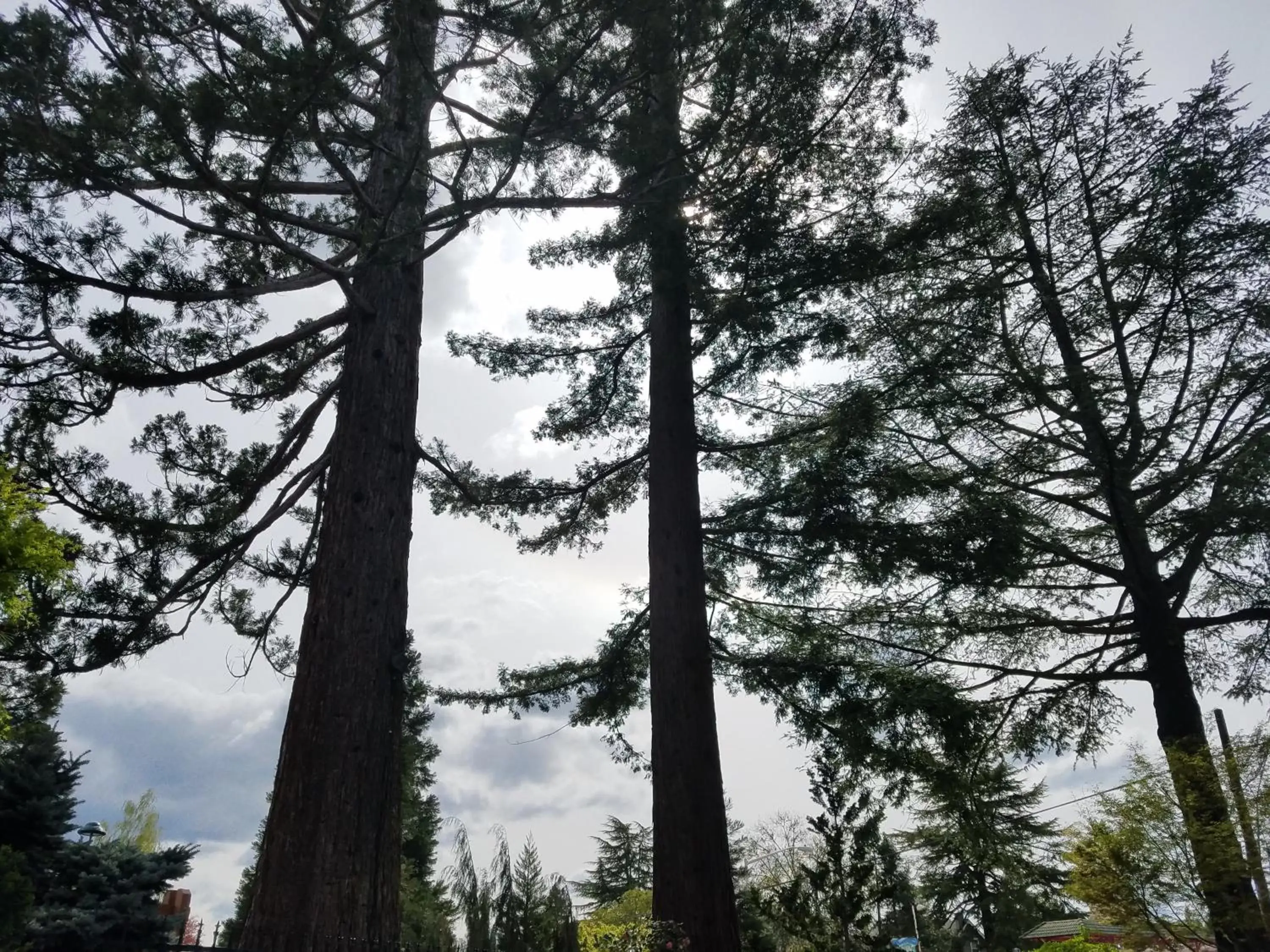 Landmark view, Winter in Redwood Hyperion Suites