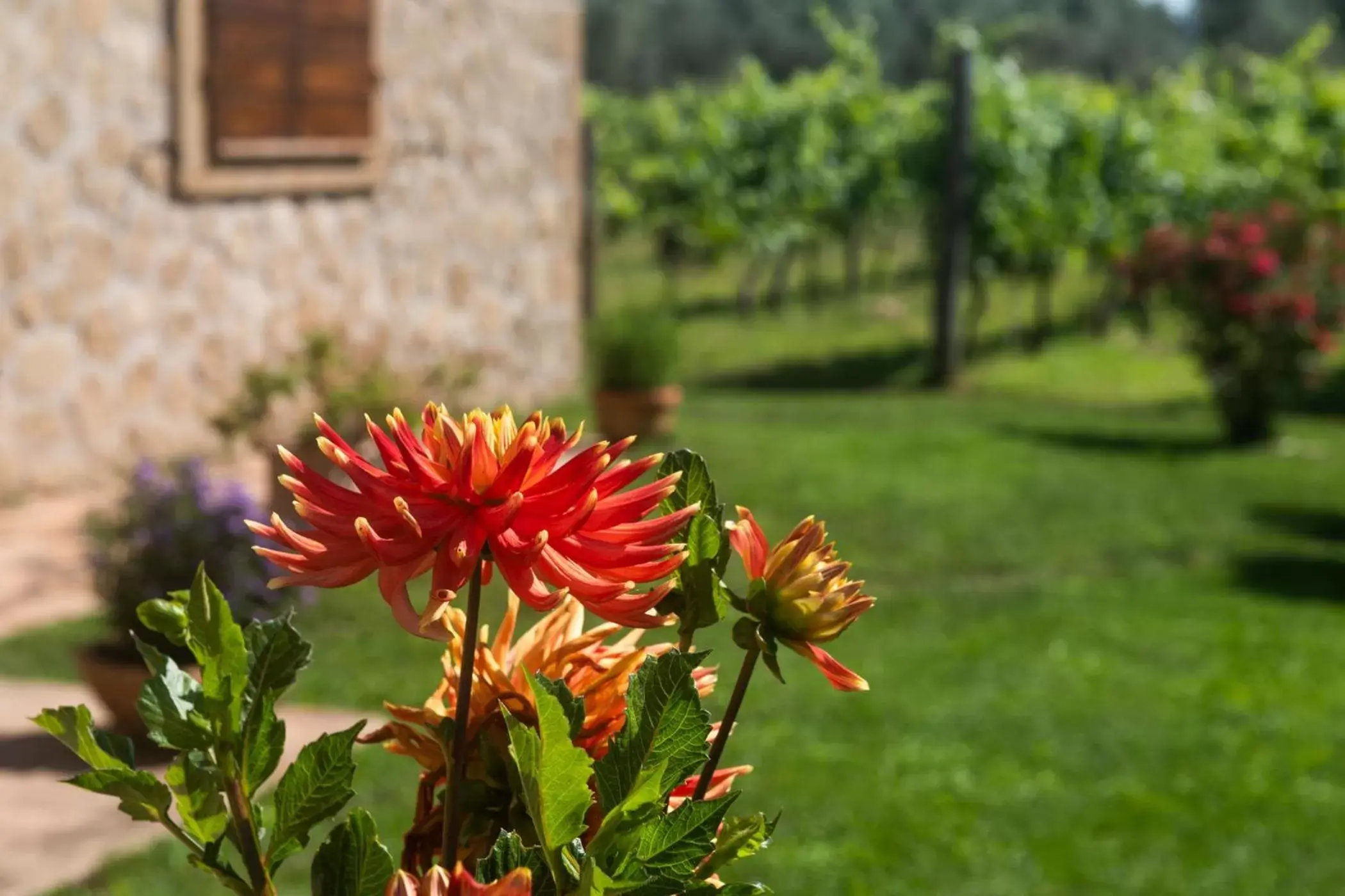 Garden in B&B Vallecupa