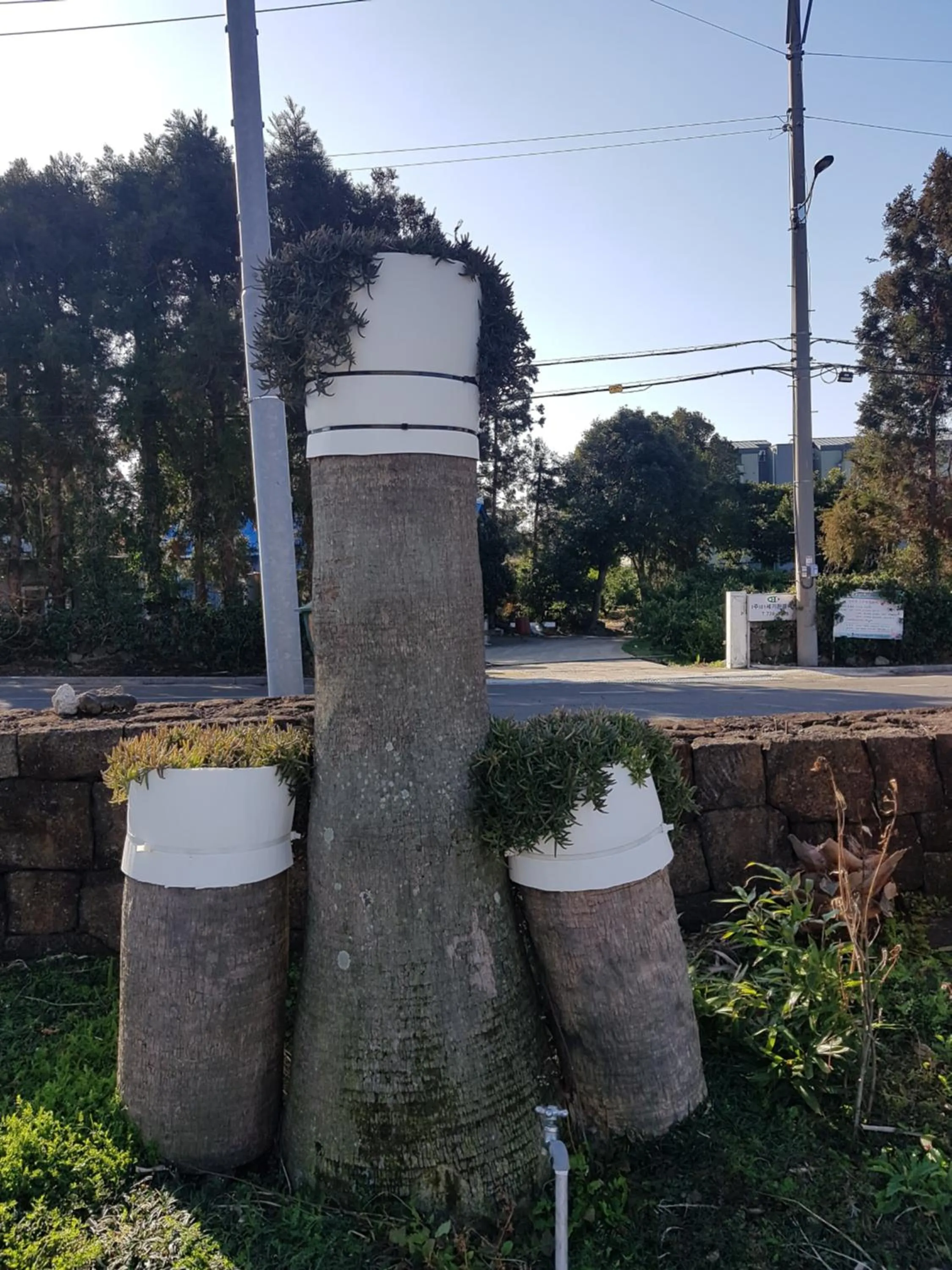 Garden in Jungmun Resort Jeju