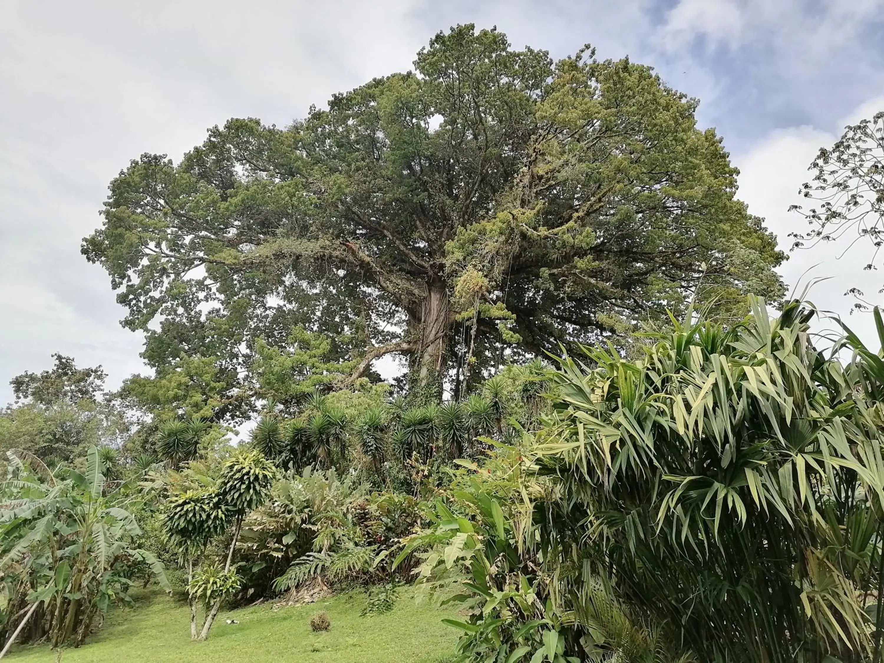 Natural landscape in La Ceiba Tree Lodge