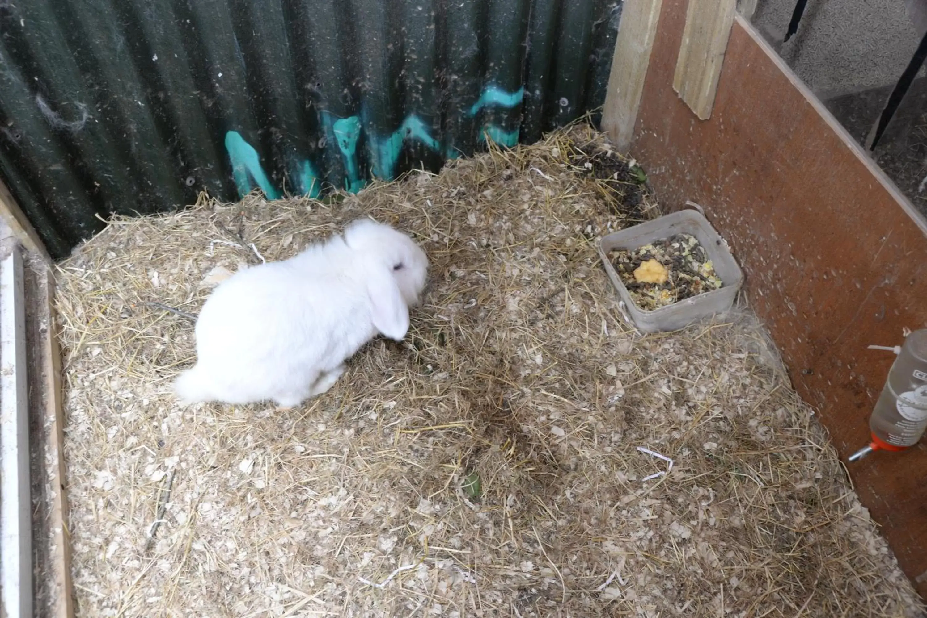 Animals, Pets in Gabriel House Guesthouse