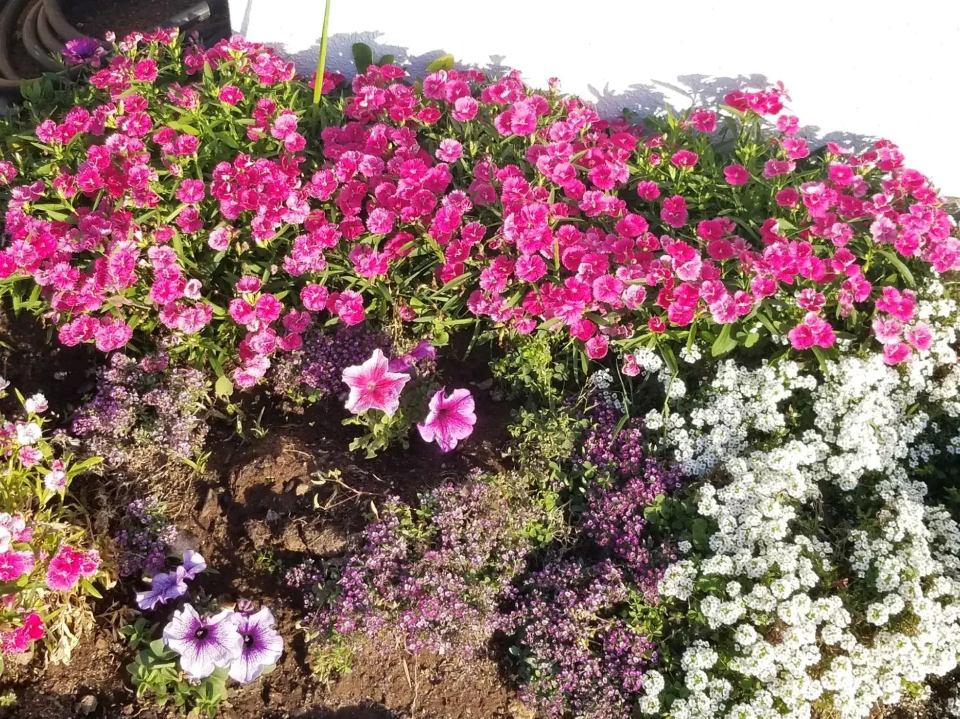 Garden in Coastal Breeze Inn