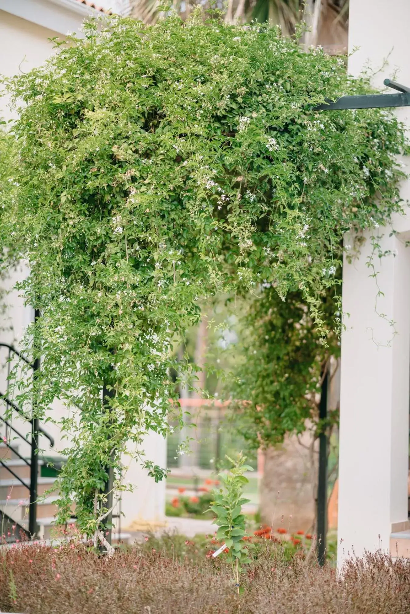 Garden in Corinthian Village