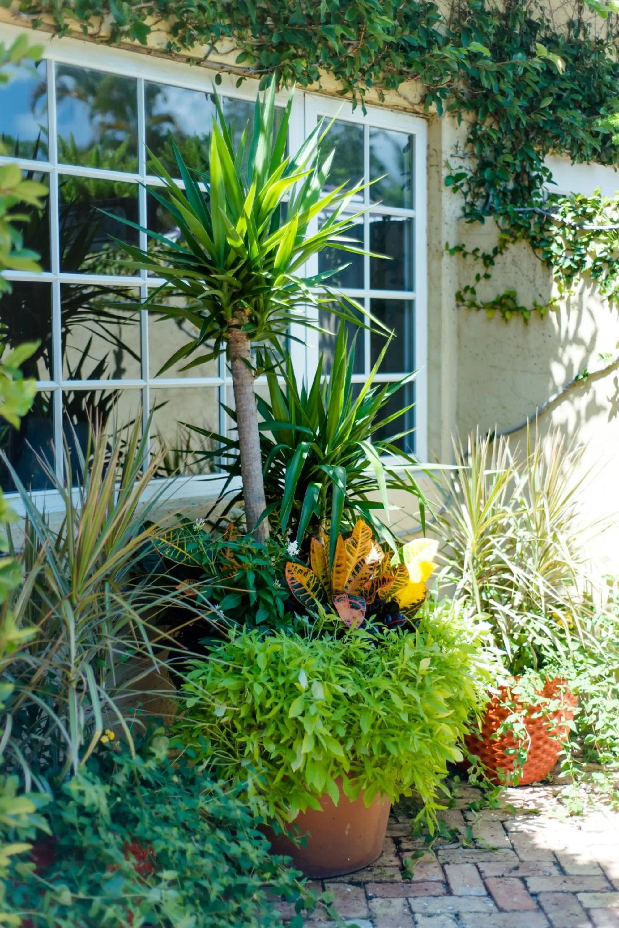 Garden in Hotel Escalante