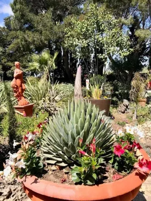 Garden, Other Animals in La cactée singulière