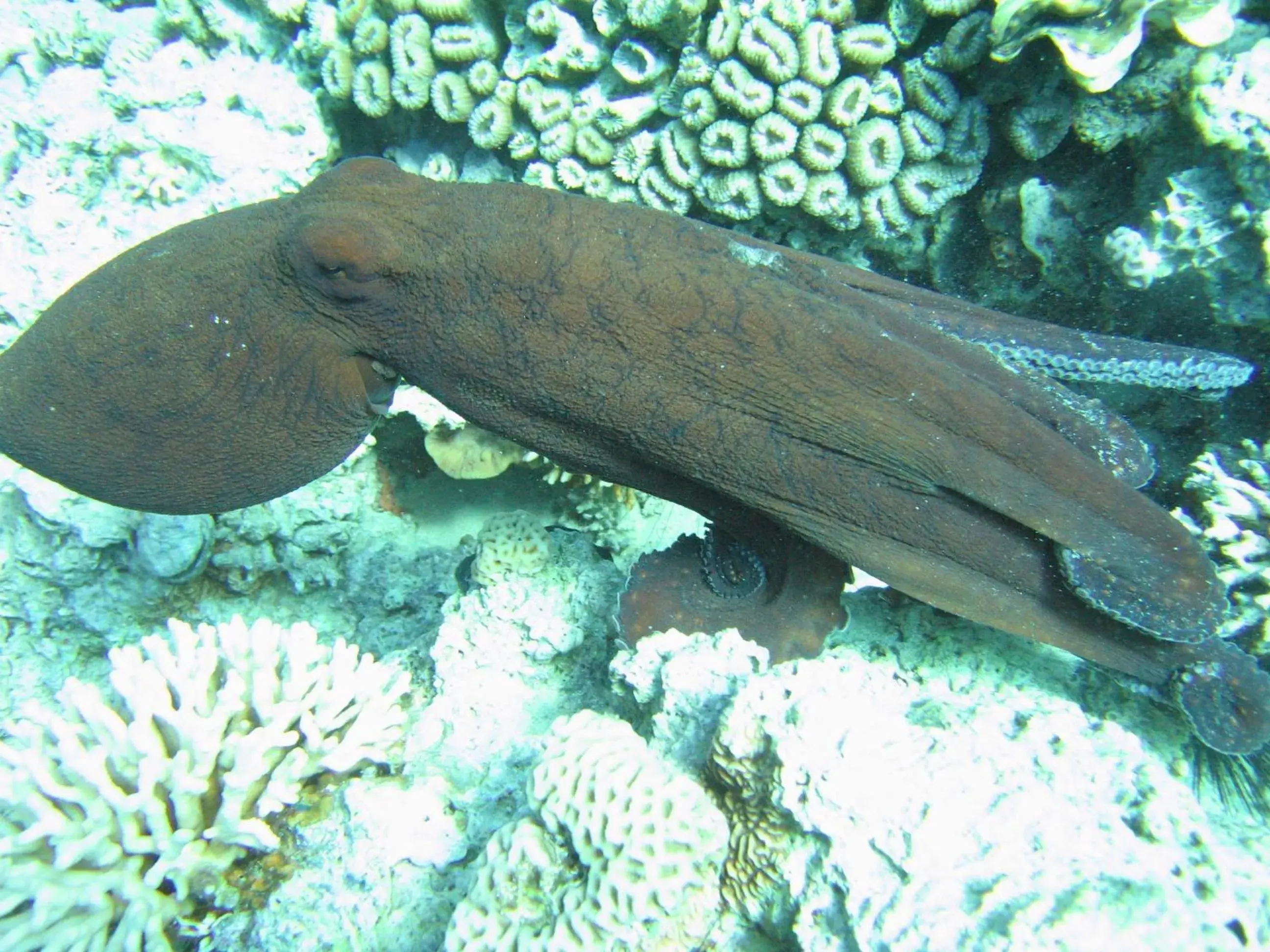 Diving, Other Animals in Red Sea Dive Center