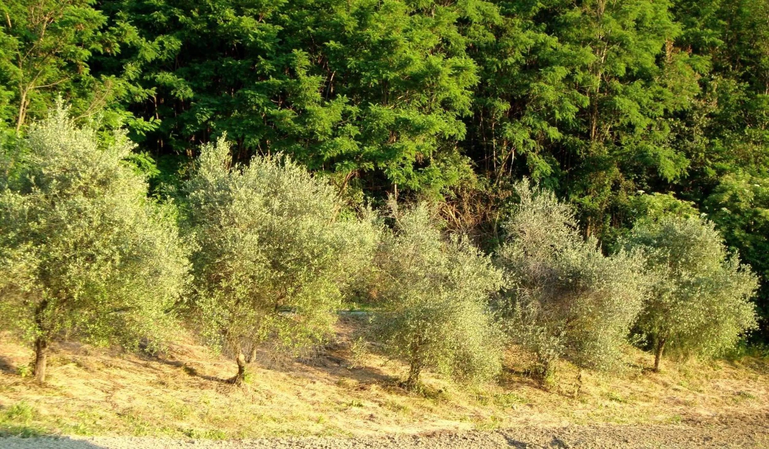 Natural Landscape in Casa dell' Abbondanza B&B Agriturismo