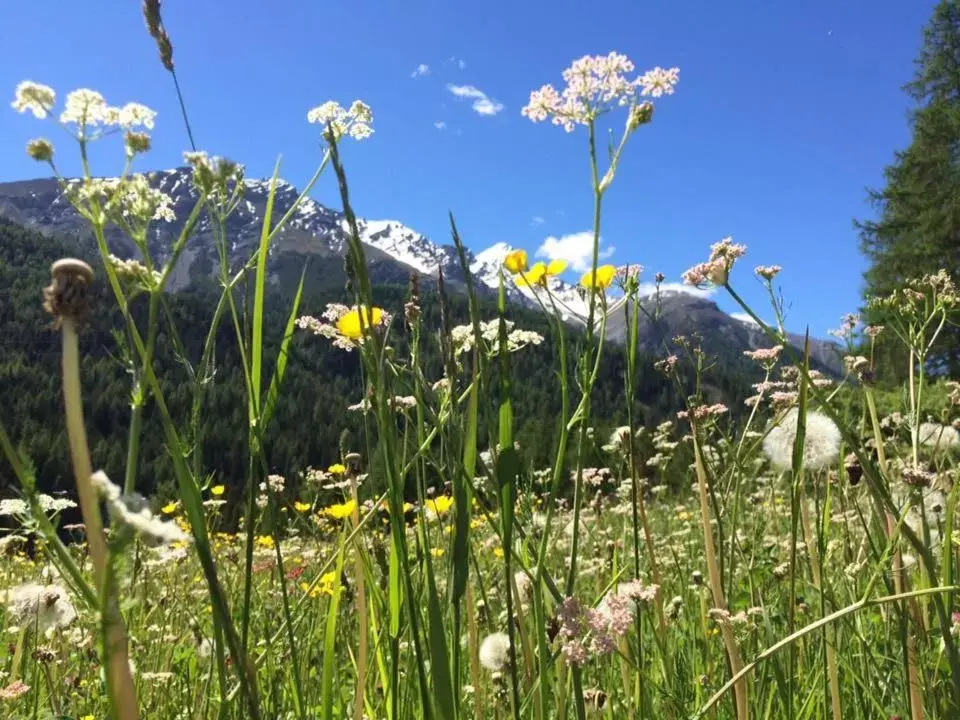 Natural landscape, Other Animals in Hotel Allegra