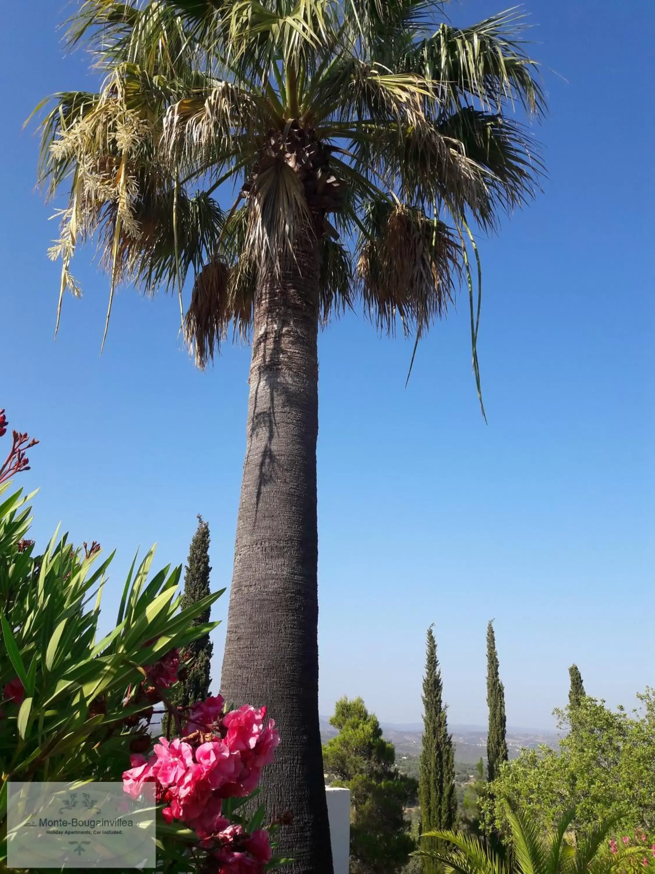 Monte-Bougainvillea