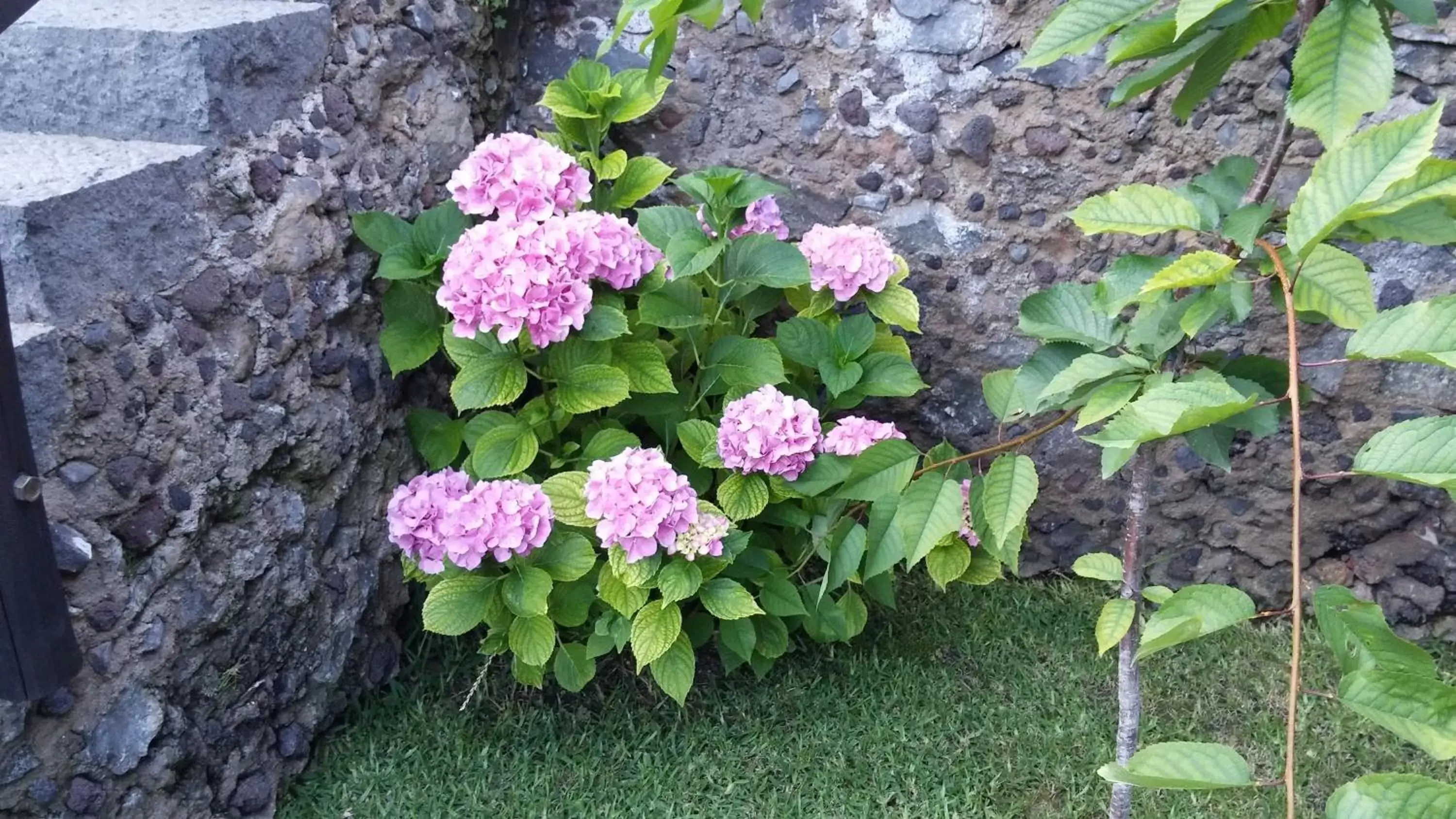 Garden in Etma