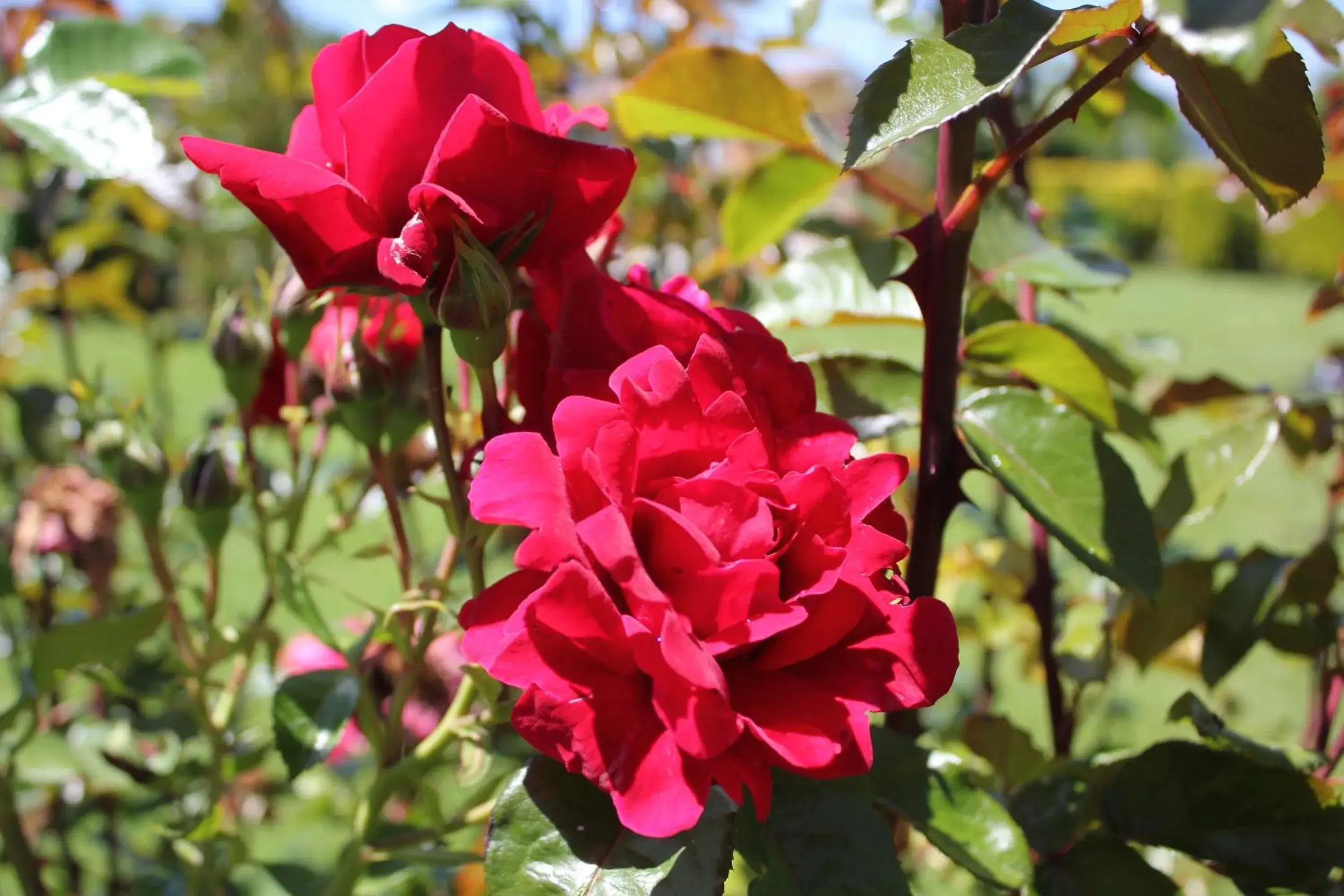 Day, Garden in FILIPPONE HOTEL&RISTORANTE