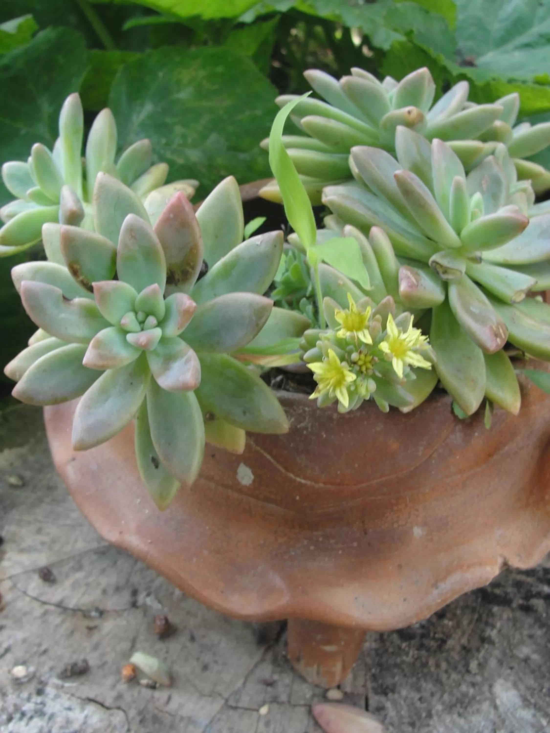 Garden in Hotel Utz Jay