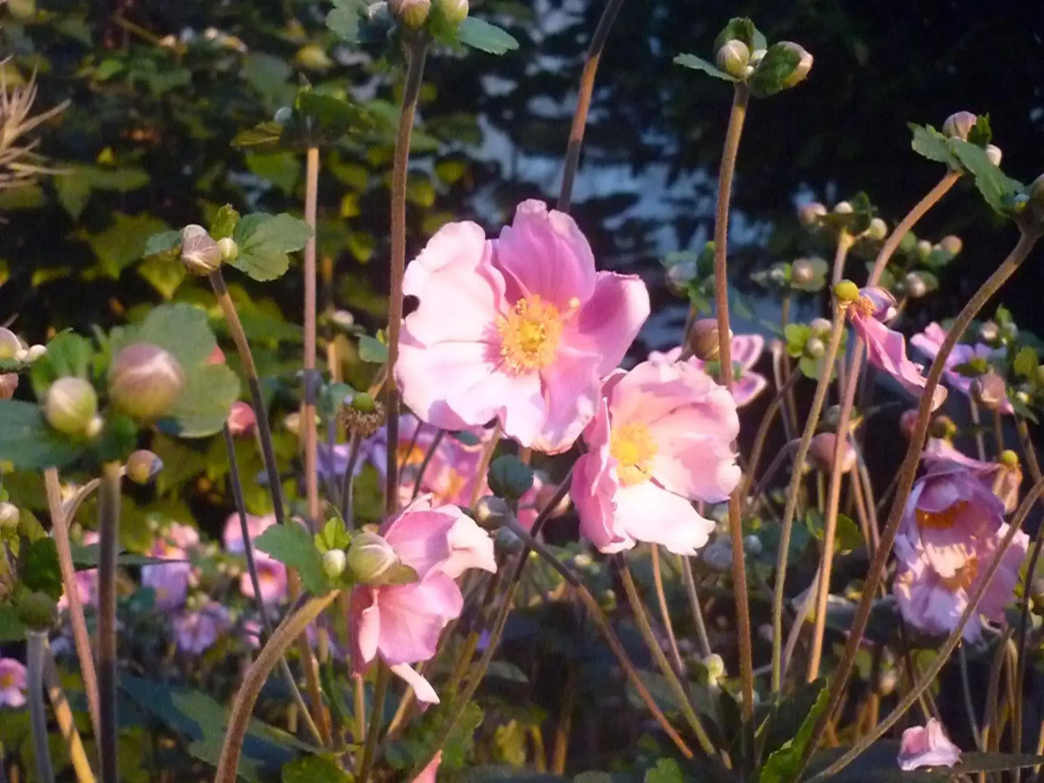 Garden in Albergo Real Castello