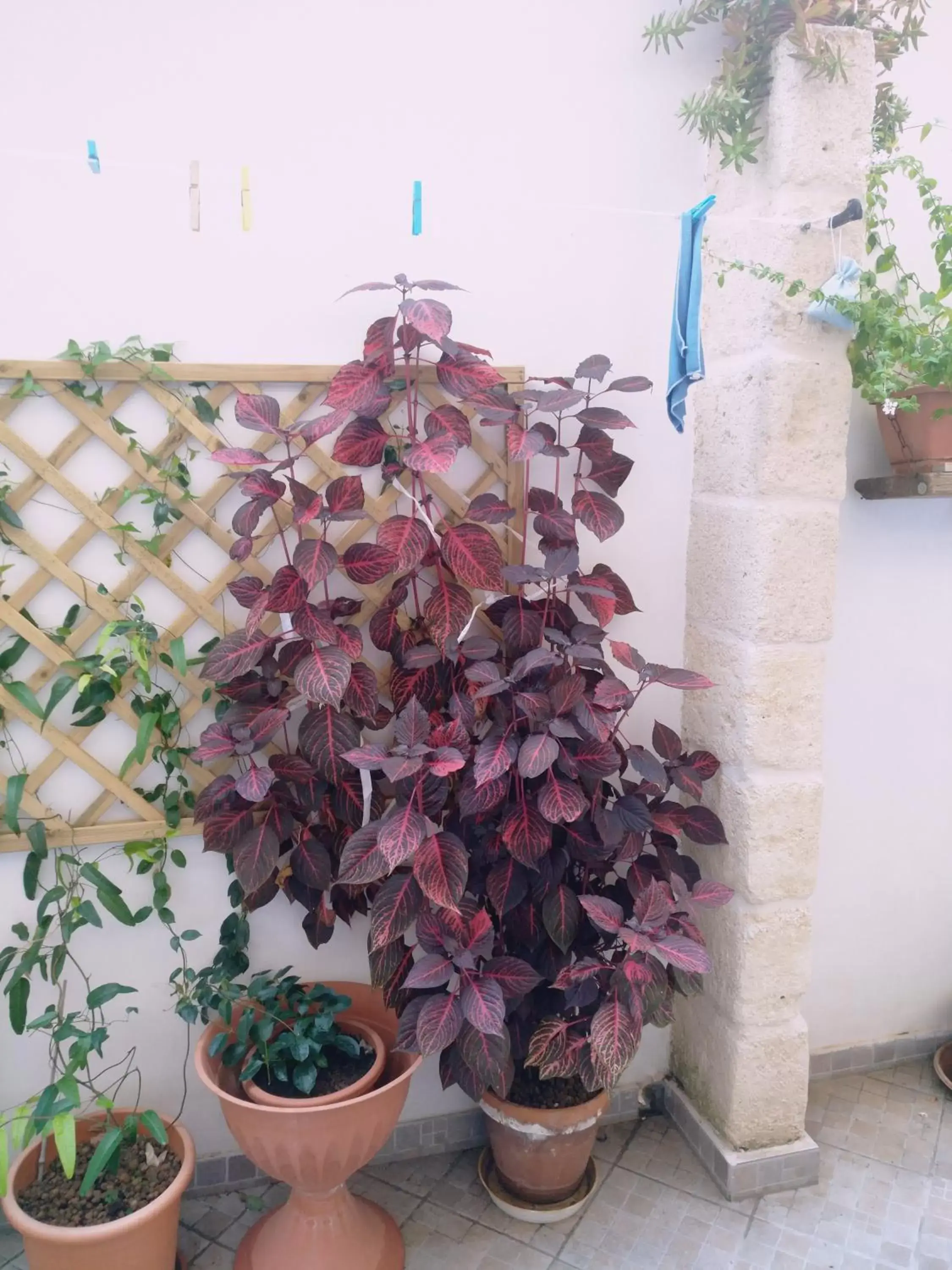 Patio in Casa della Nonna Polignano a mare