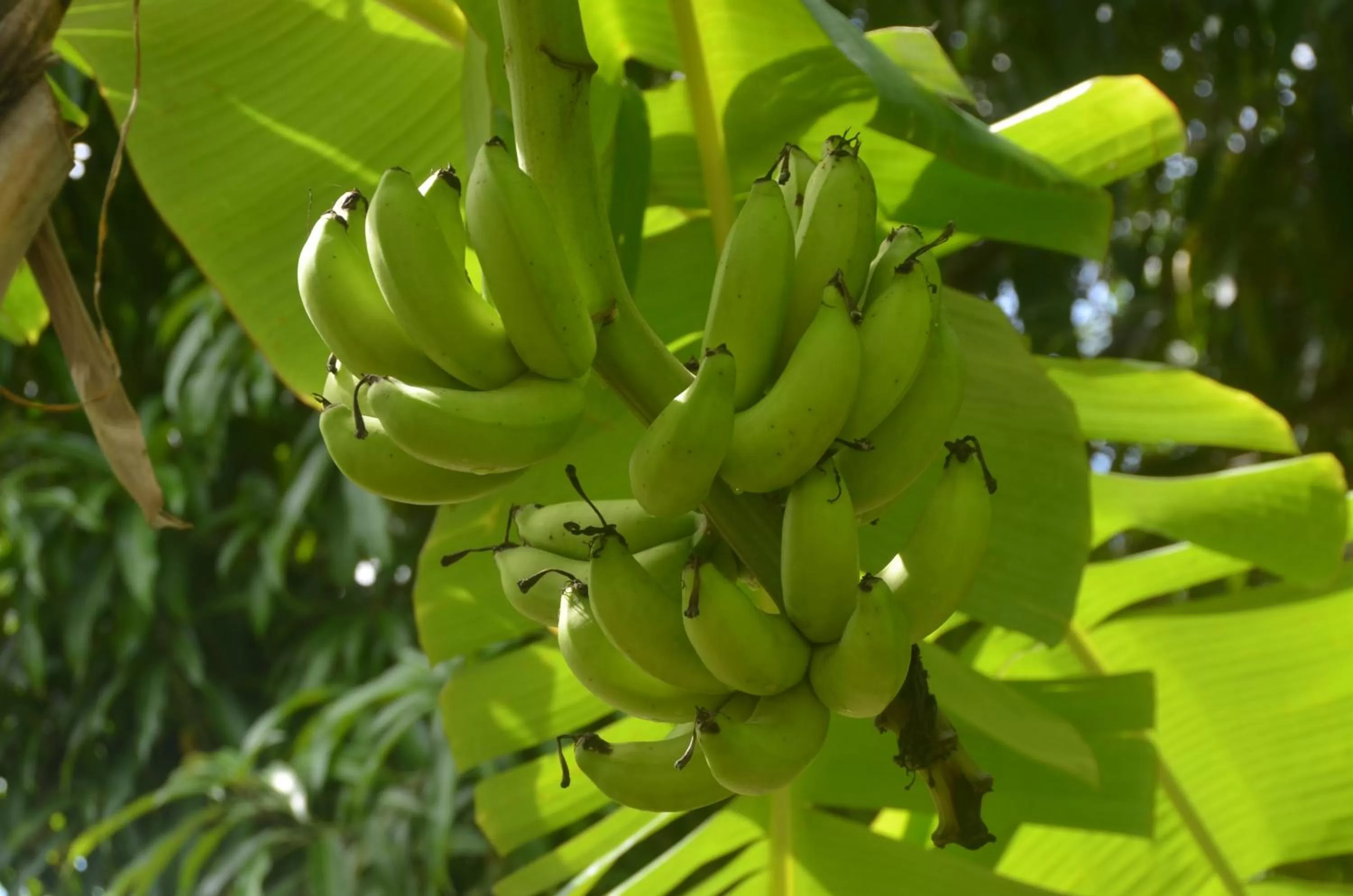 Garden in El Pacifico Hotel