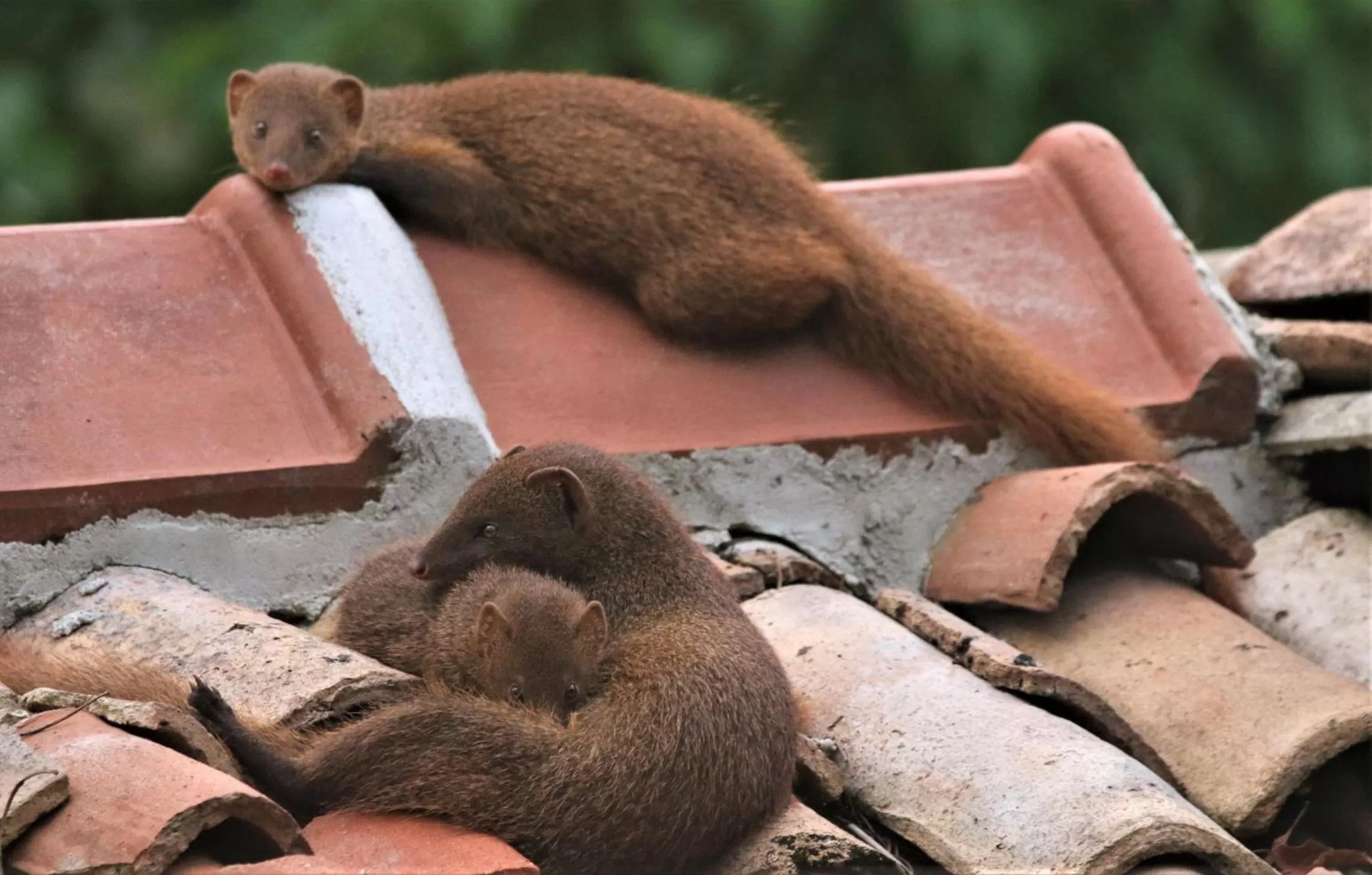 Animals in The Spice House Mirissa