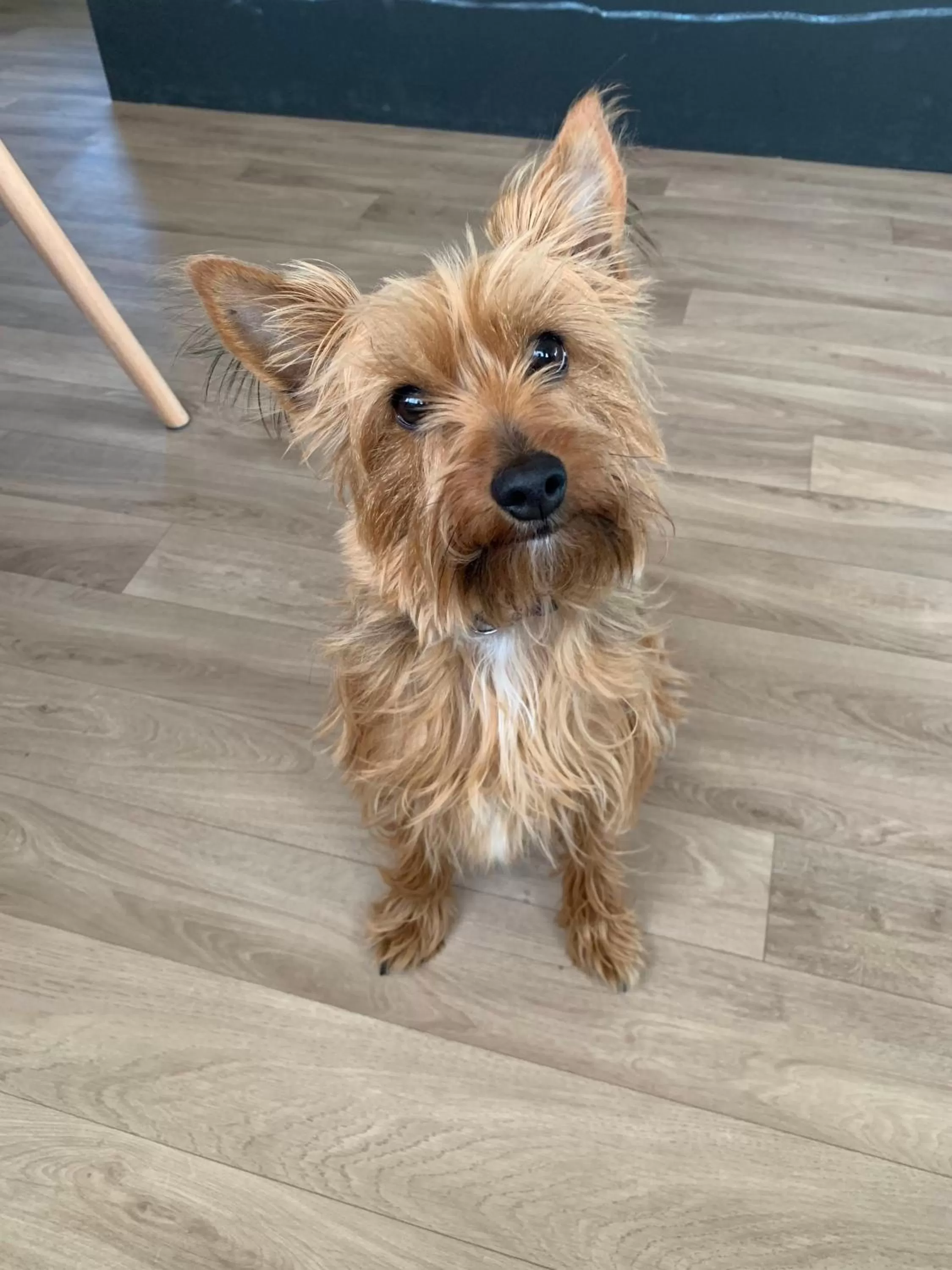 Pets in Péniche Le Pescalune - Chambre d'hôtes