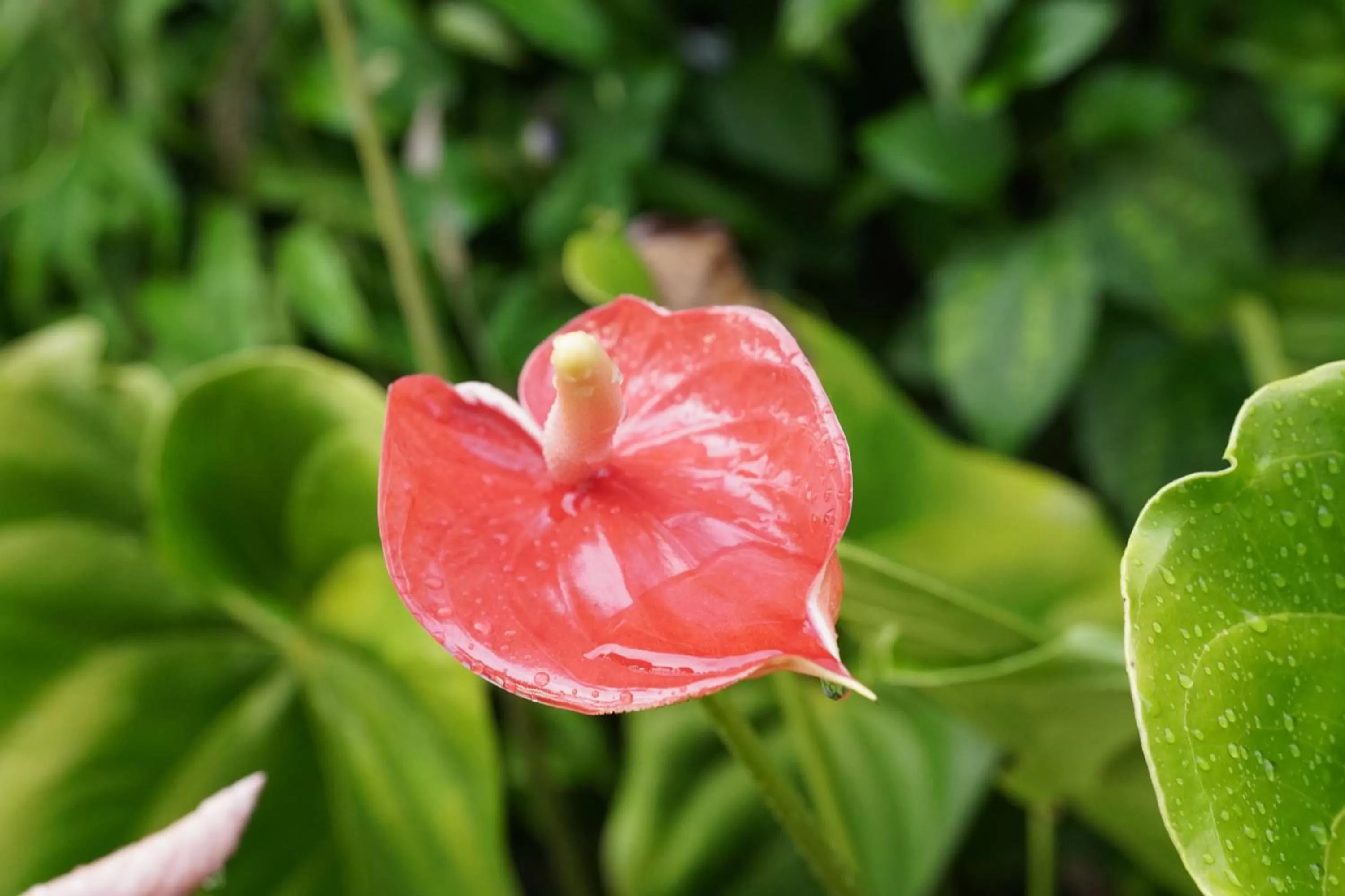 Garden in Hotel Chalet El Castillo by Majuva