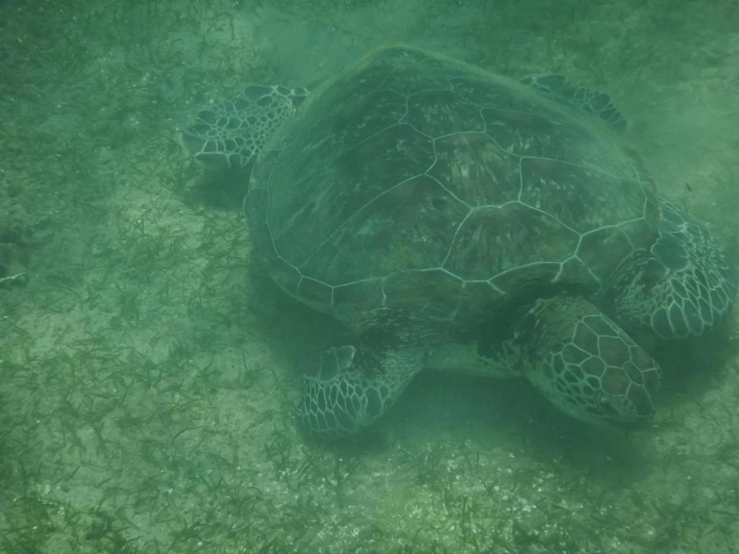 Turtle Bay Beach Resort