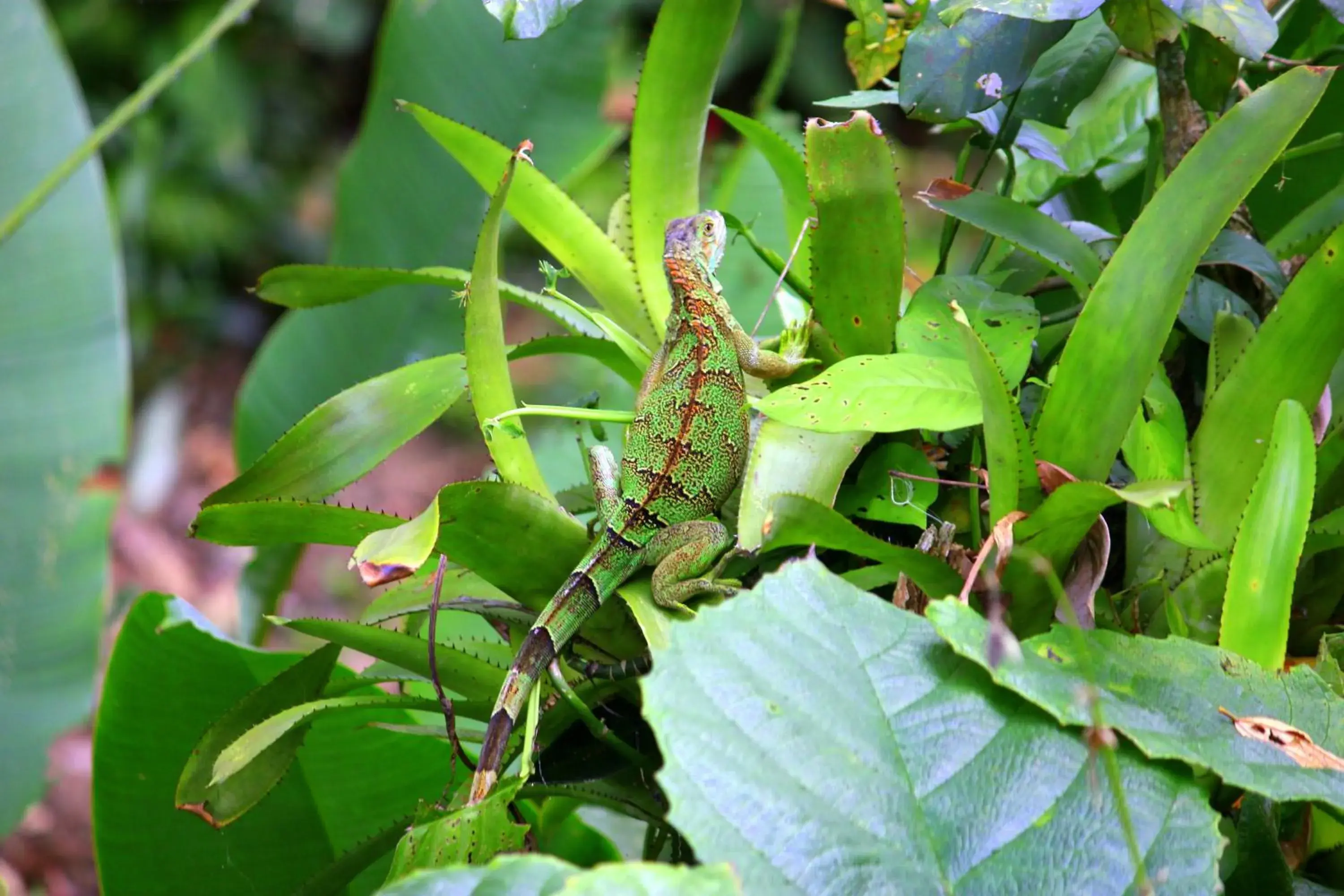 Garden, Other Animals in Hotel Secreto La Fortuna